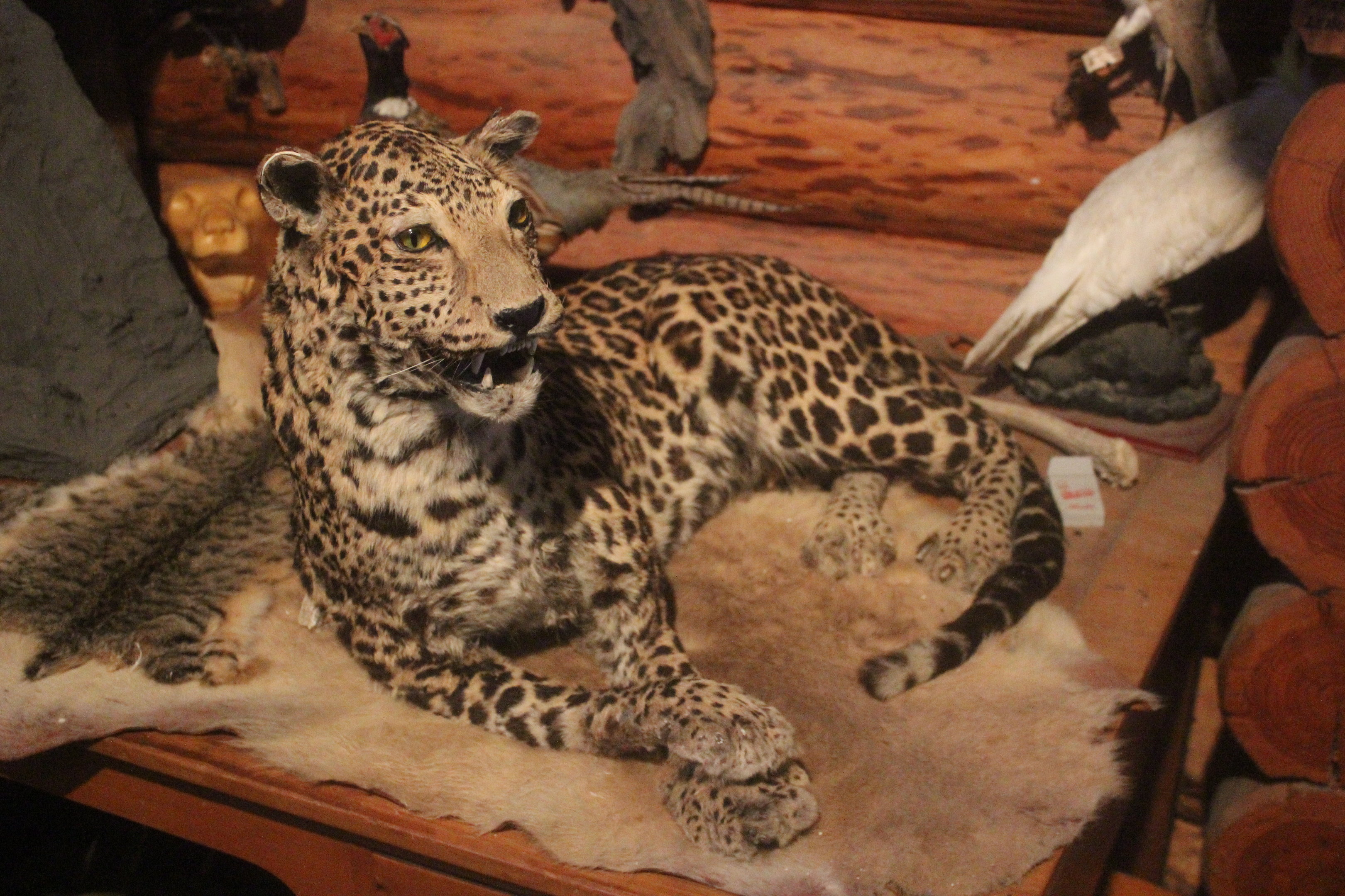 Taxidermy Leopard, Kahutara Taxidermy Gallery