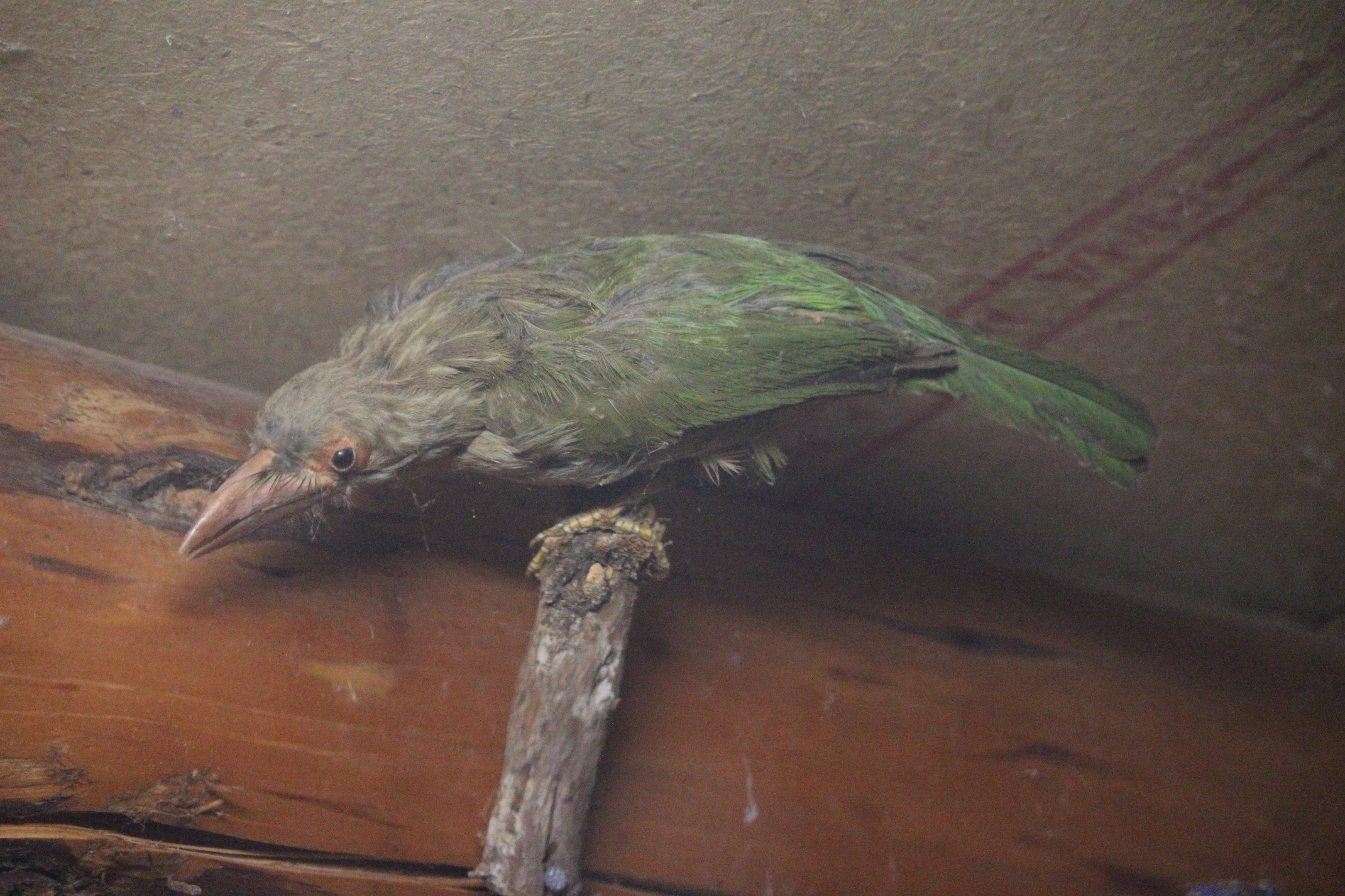 Taxidermy Lineated Barbet, Kahutara Taxidermy Gallery