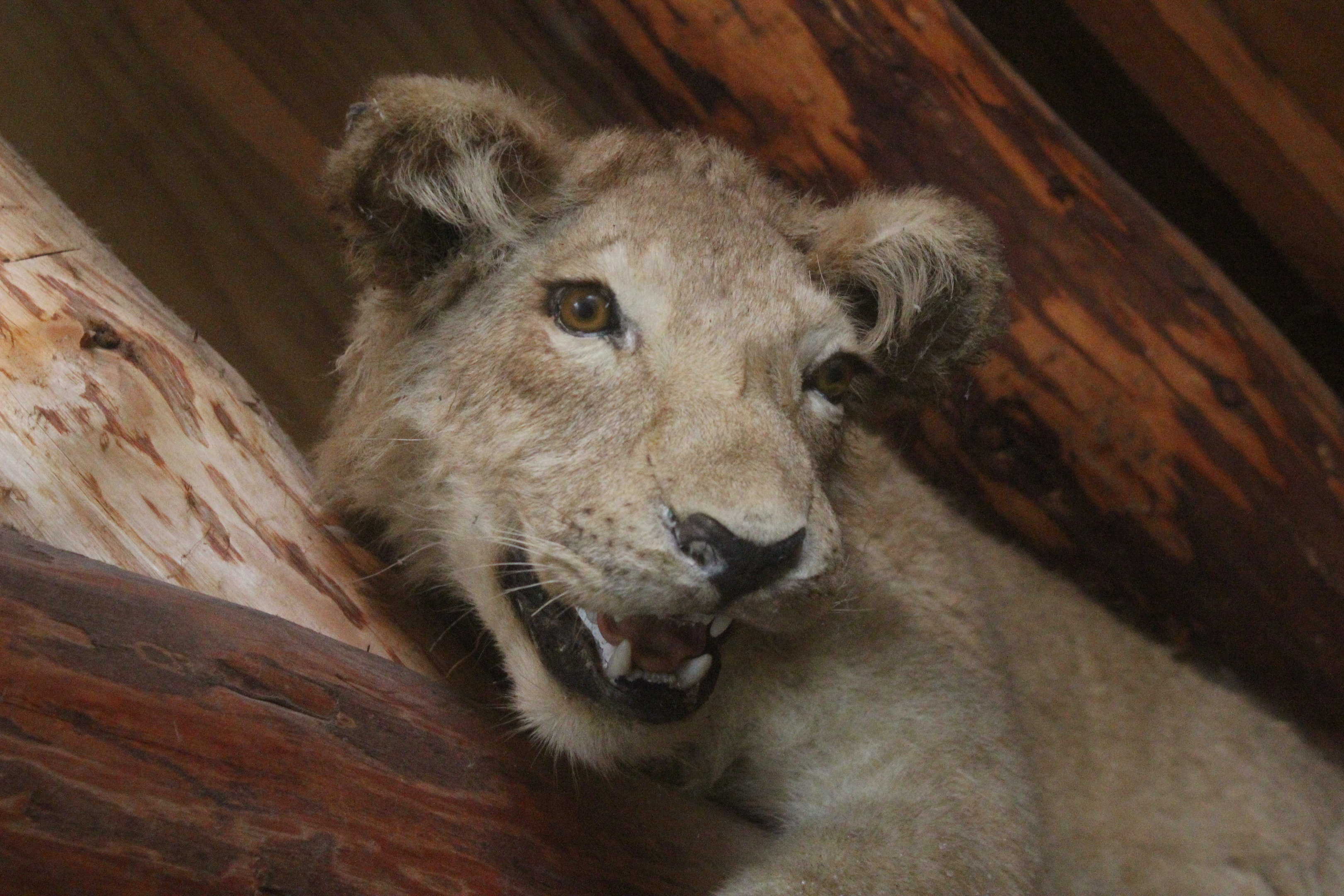 Taxidermy Lion, Kahutara Taxidermy Gallery