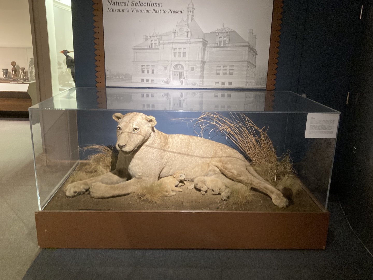 Taxidermy Lions (From Roger Williams Park Zoo Menagerie)