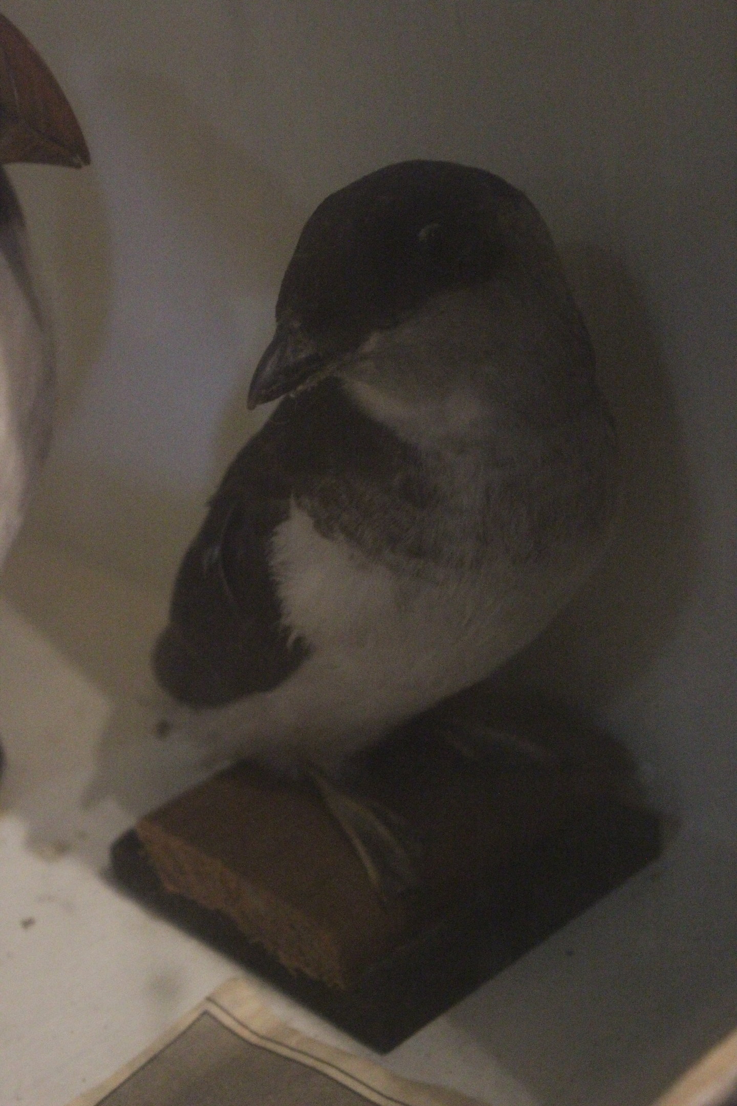 Taxidermy Little Auk (Dovekie), Kahutara Taxidermy Gallery