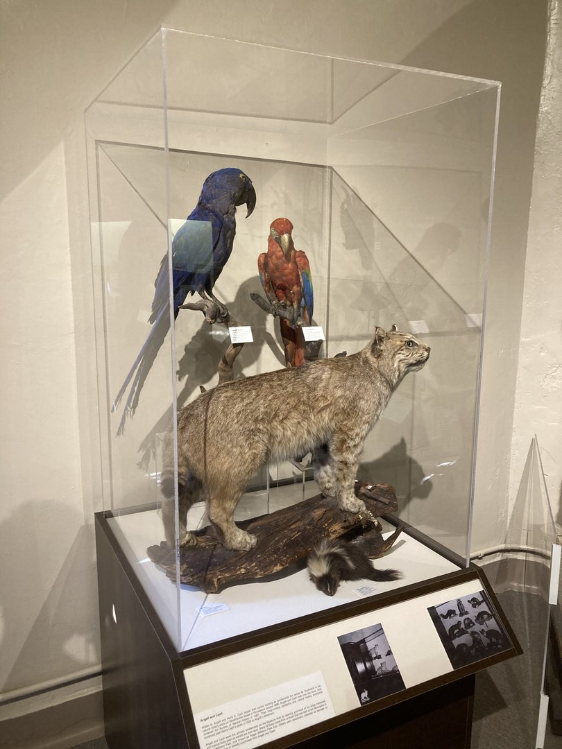 Taxidermy Macaws, and Bobcat (all from Roger Williams Park Zoo Menagerie) with Skunk