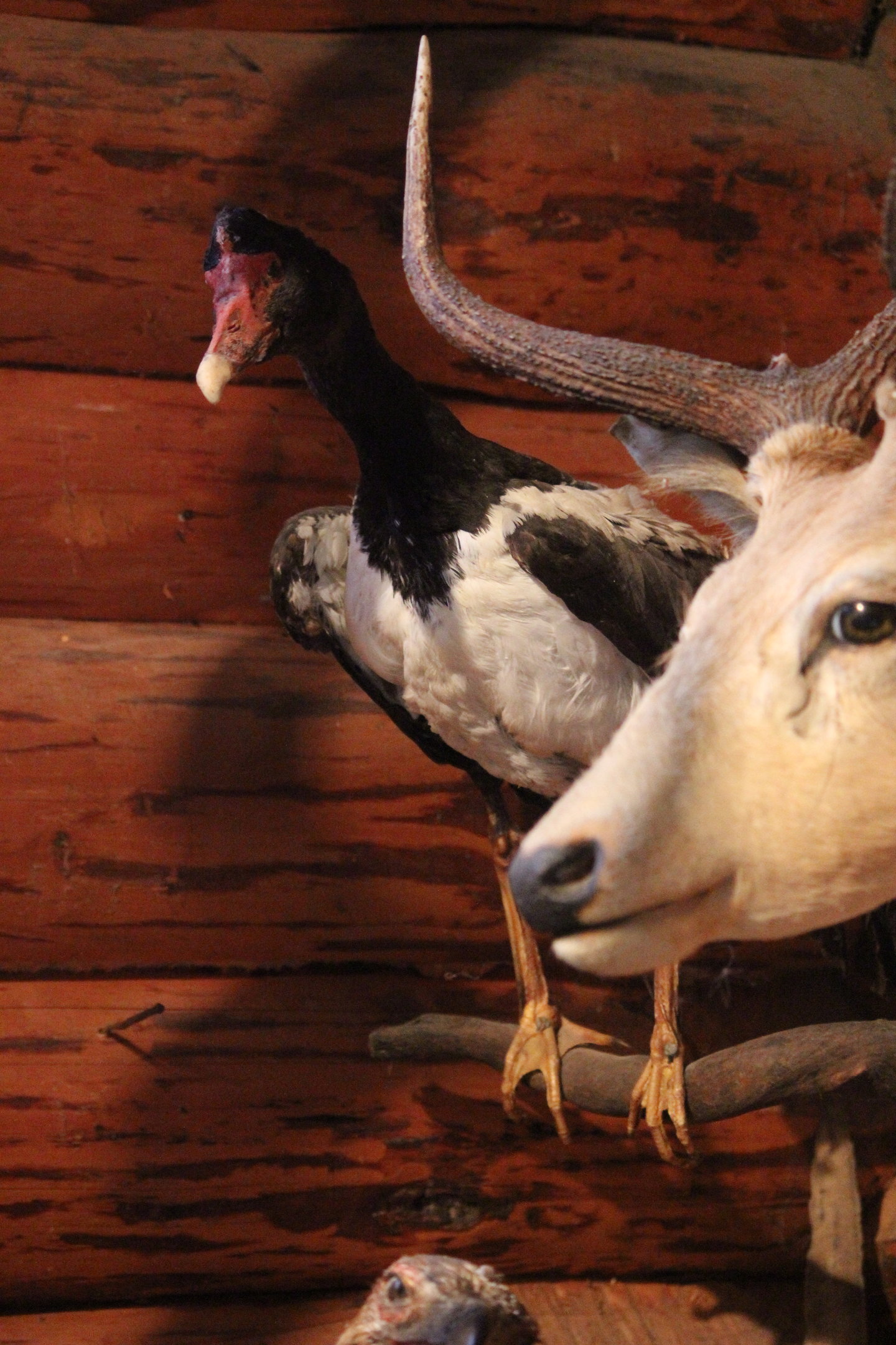 Taxidermy Magpie Goose, Kahutara Taxidermy Gallery