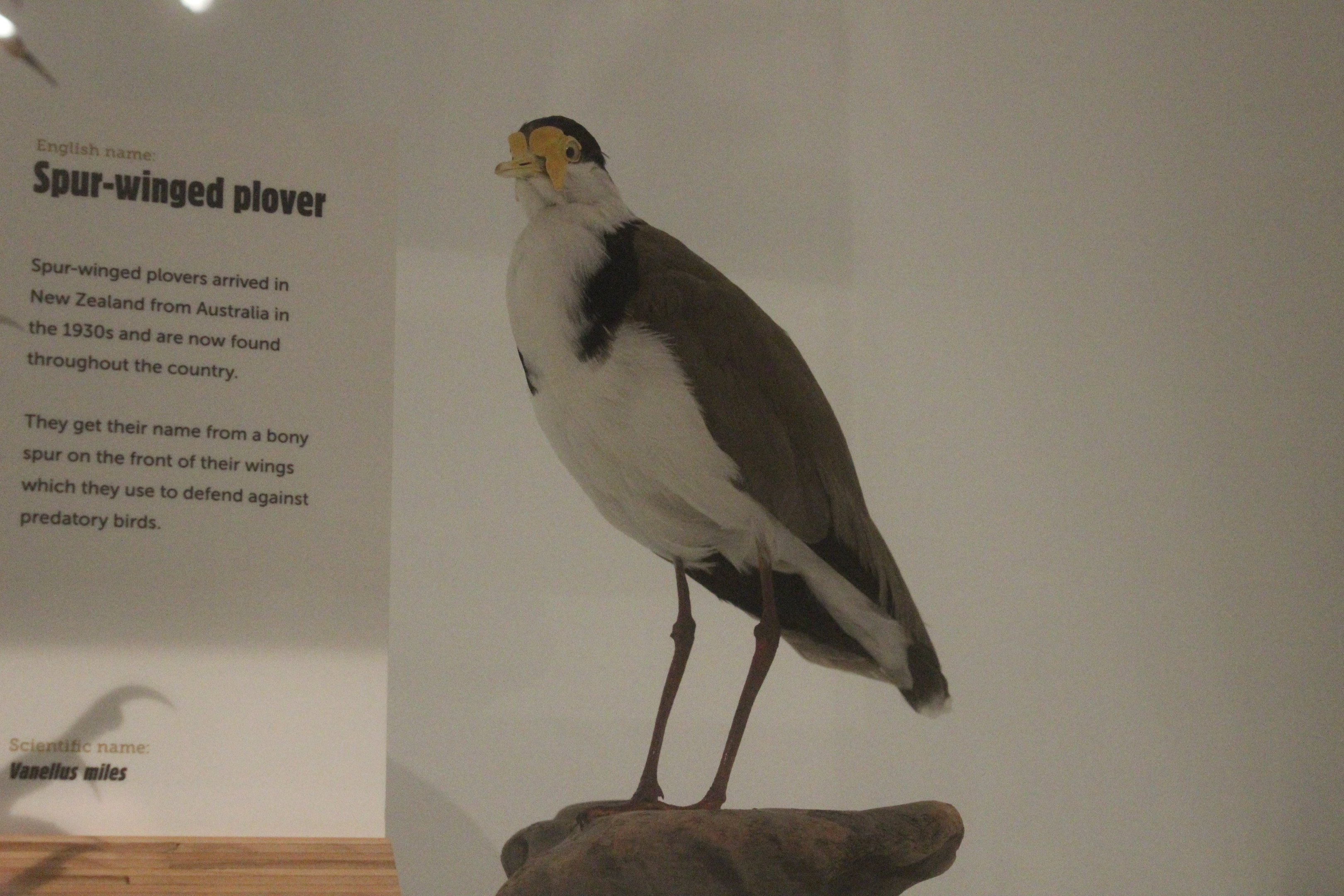 Taxidermy Masked Lapwing (Vanellus miles novaehollandiae)