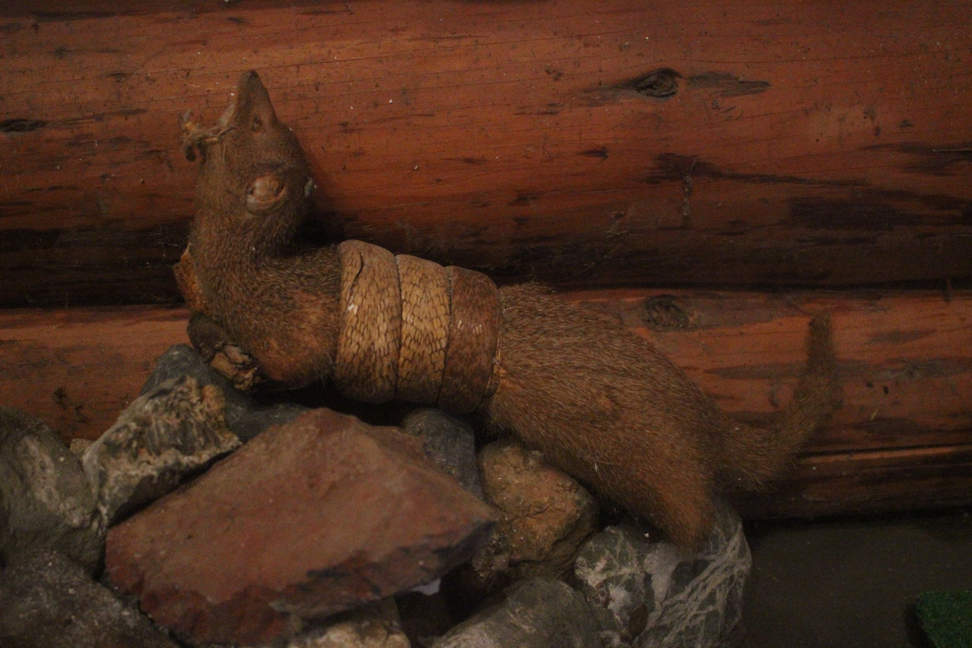 Taxidermy Mongoose and Snake, Kahutara Taxidermy Gallery