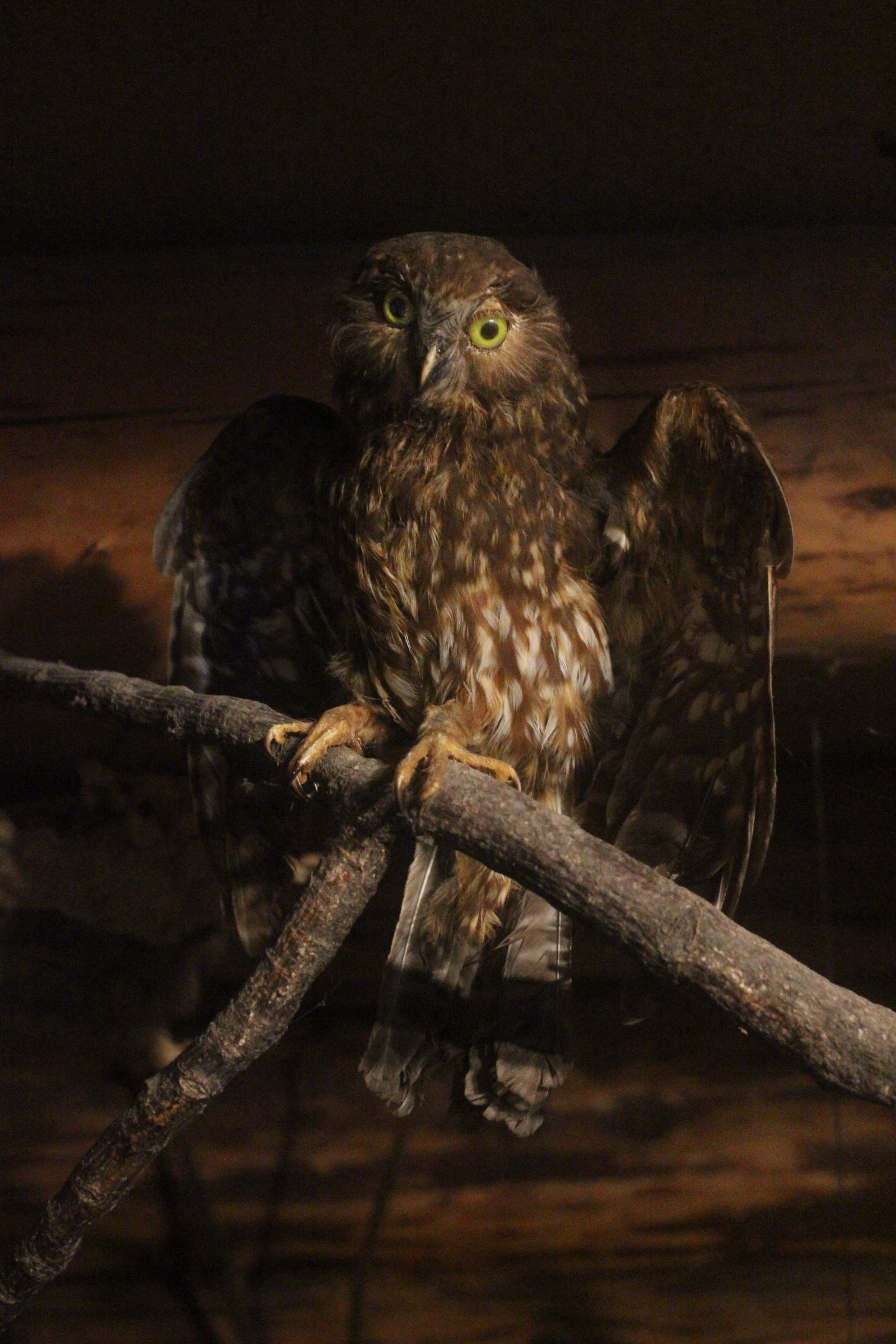 Taxidermy Morepork, Kahutara Taxidermy Gallery