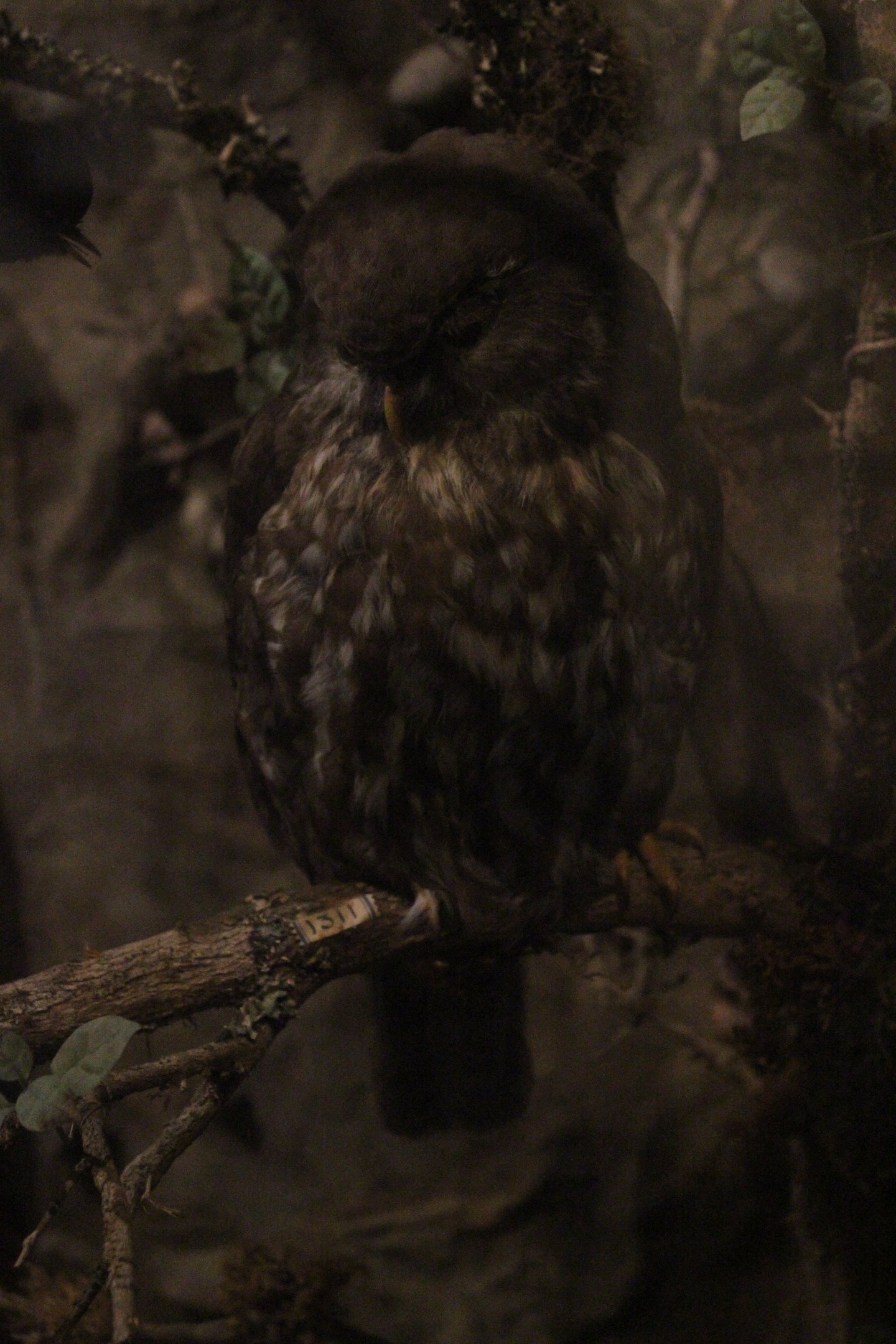 Taxidermy Morepork, Whanganui Regional Museum