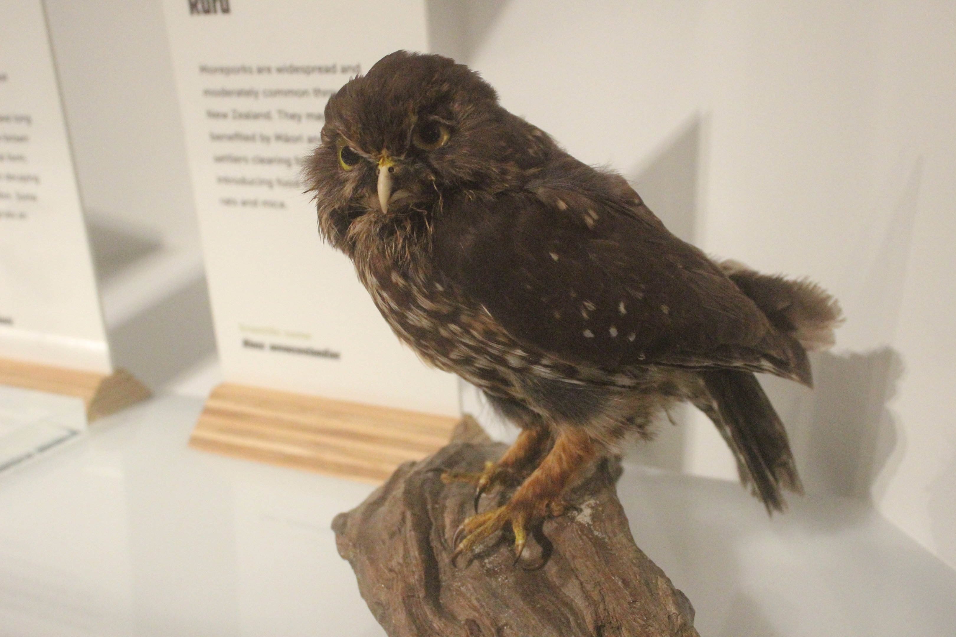 Taxidermy Morepork