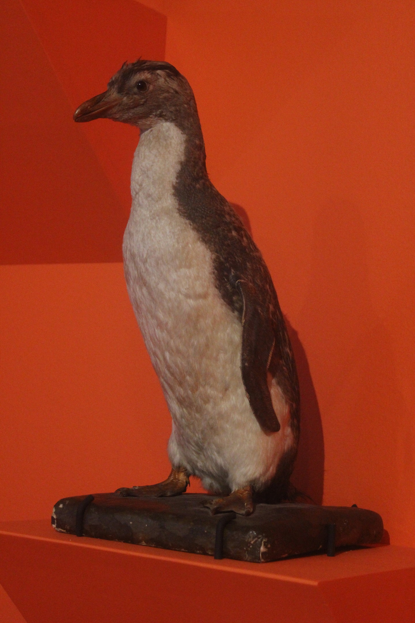Taxidermy Moseley’s Rockhopper Penguin, Aratoi Museum of Art & History