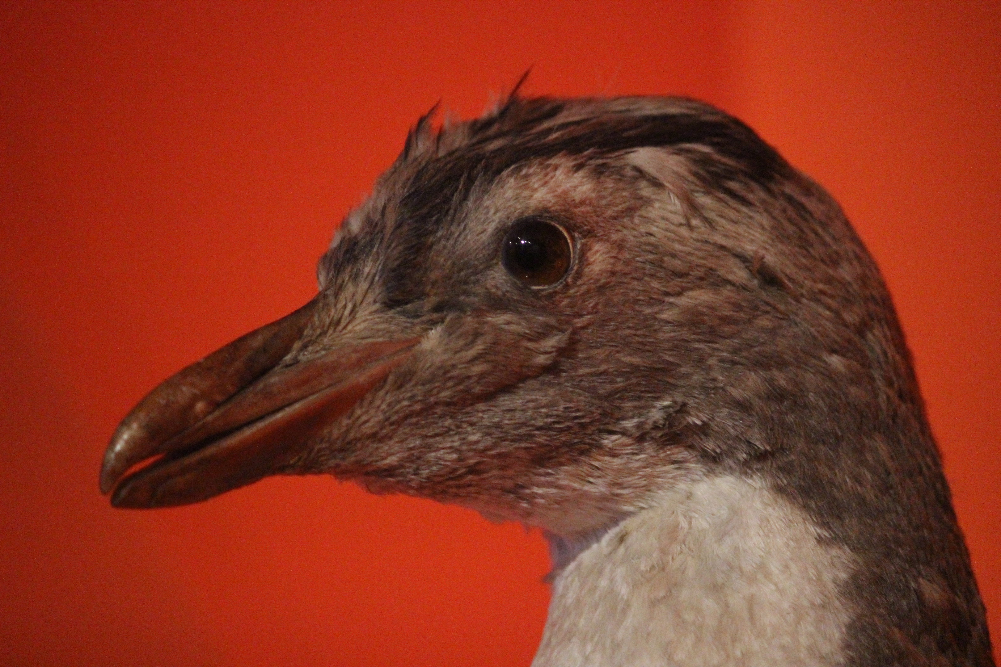 Taxidermy Moseley’s Rockhopper Penguin, Aratoi Museum of Art & History