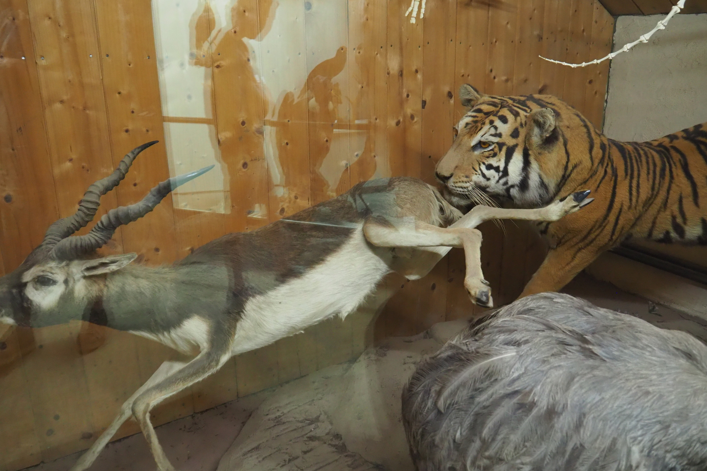 Taxidermy mount of tiger (Panthera tigris) hunting Blackbuck (Antilope cervicapra), 2019-08-04