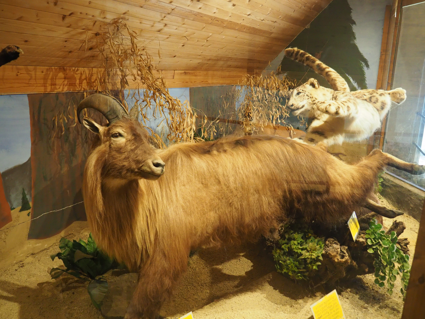 Taxidermy mount Snow leopard hunting Himalayan tahr (Hemitragus jemlahicus), 2019-08-04