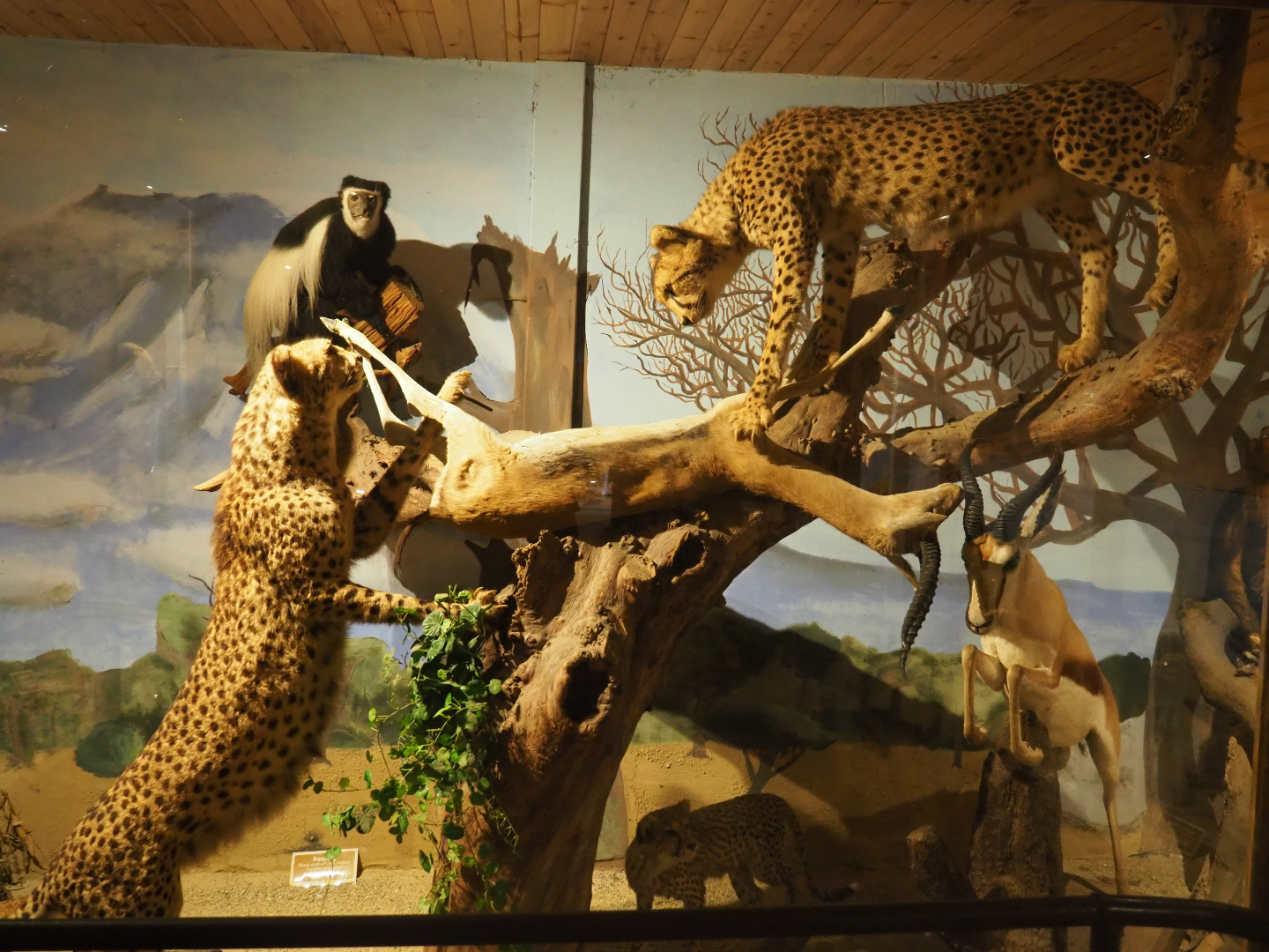Taxidermy mount with cheetahs, springboks and a colobus monkey, 2019-08-04