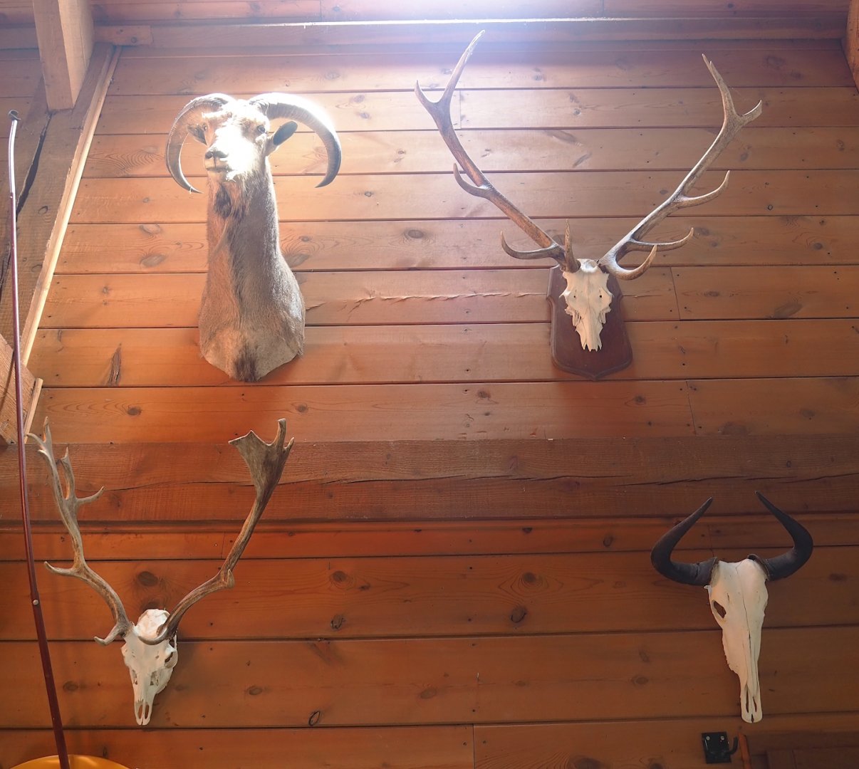 Taxidermy mounts and animal skulls in the restaurant building, 2023-06-24