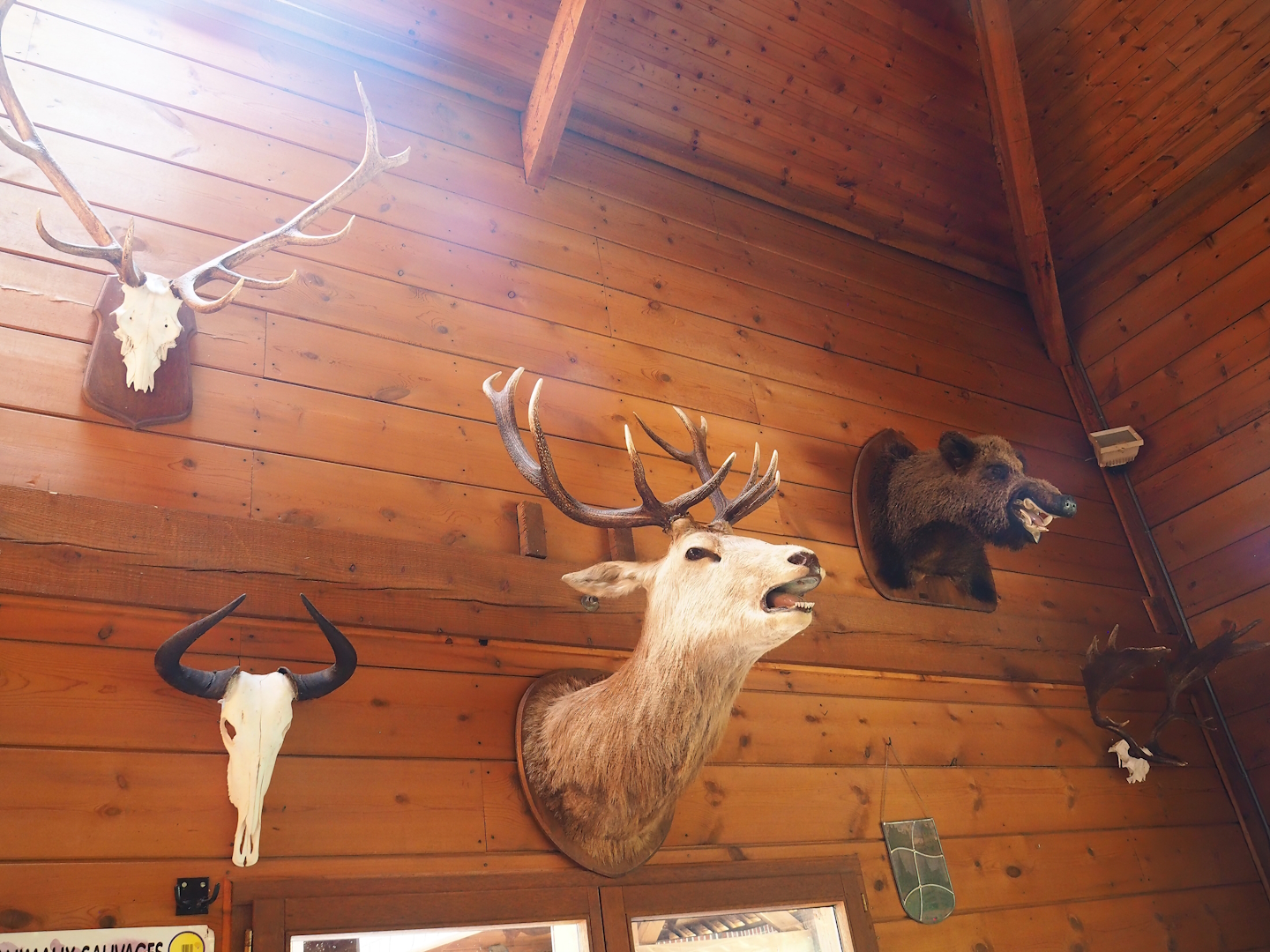 Taxidermy mounts and animal skulls in the restaurant building, 2023-06-24