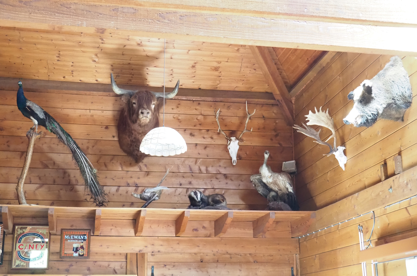 Taxidermy mounts and animal skulls in the restaurant building, 2023-06-24