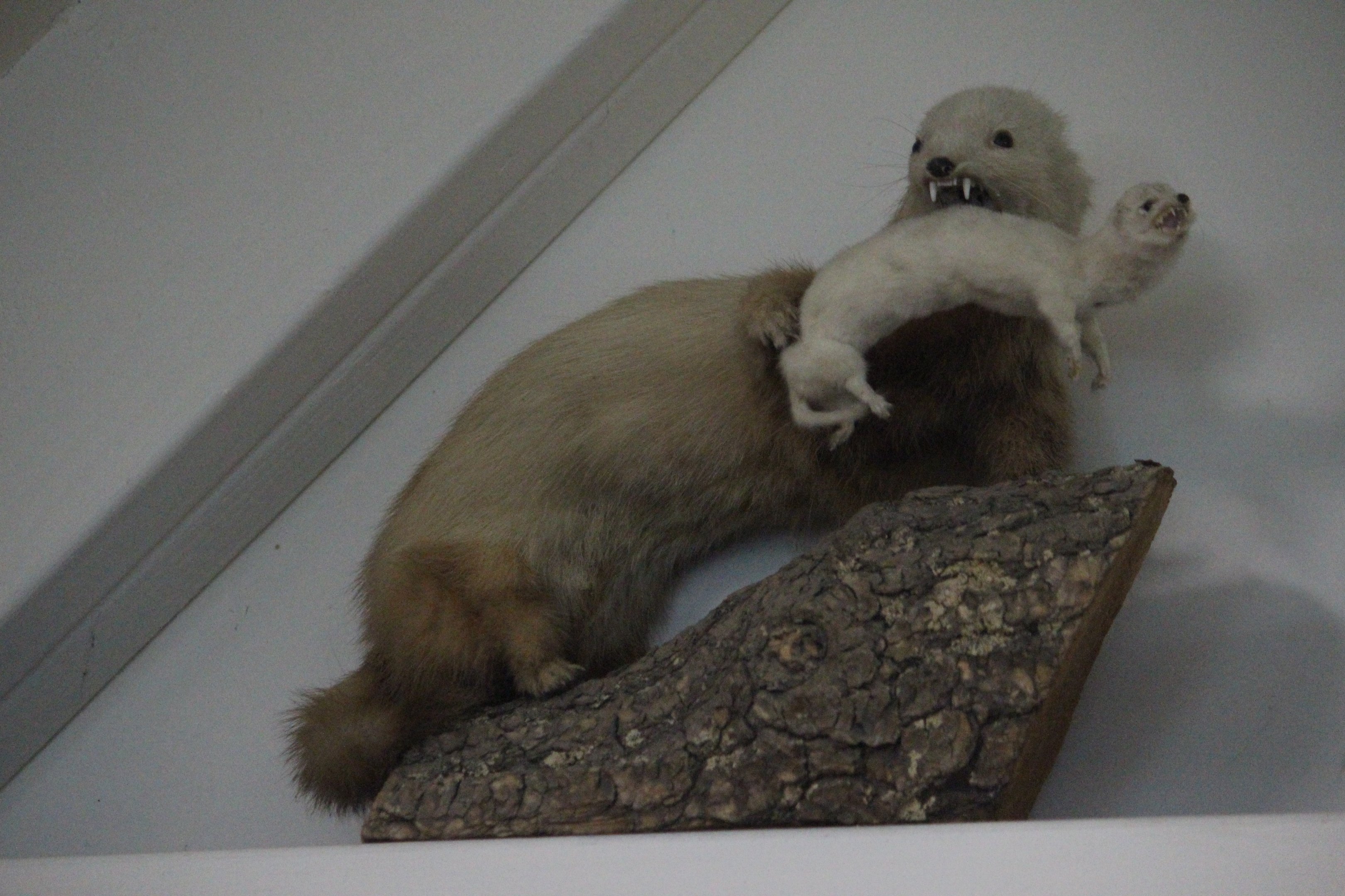 Taxidermy mustelids, Picton Heritage & Whaling Museum