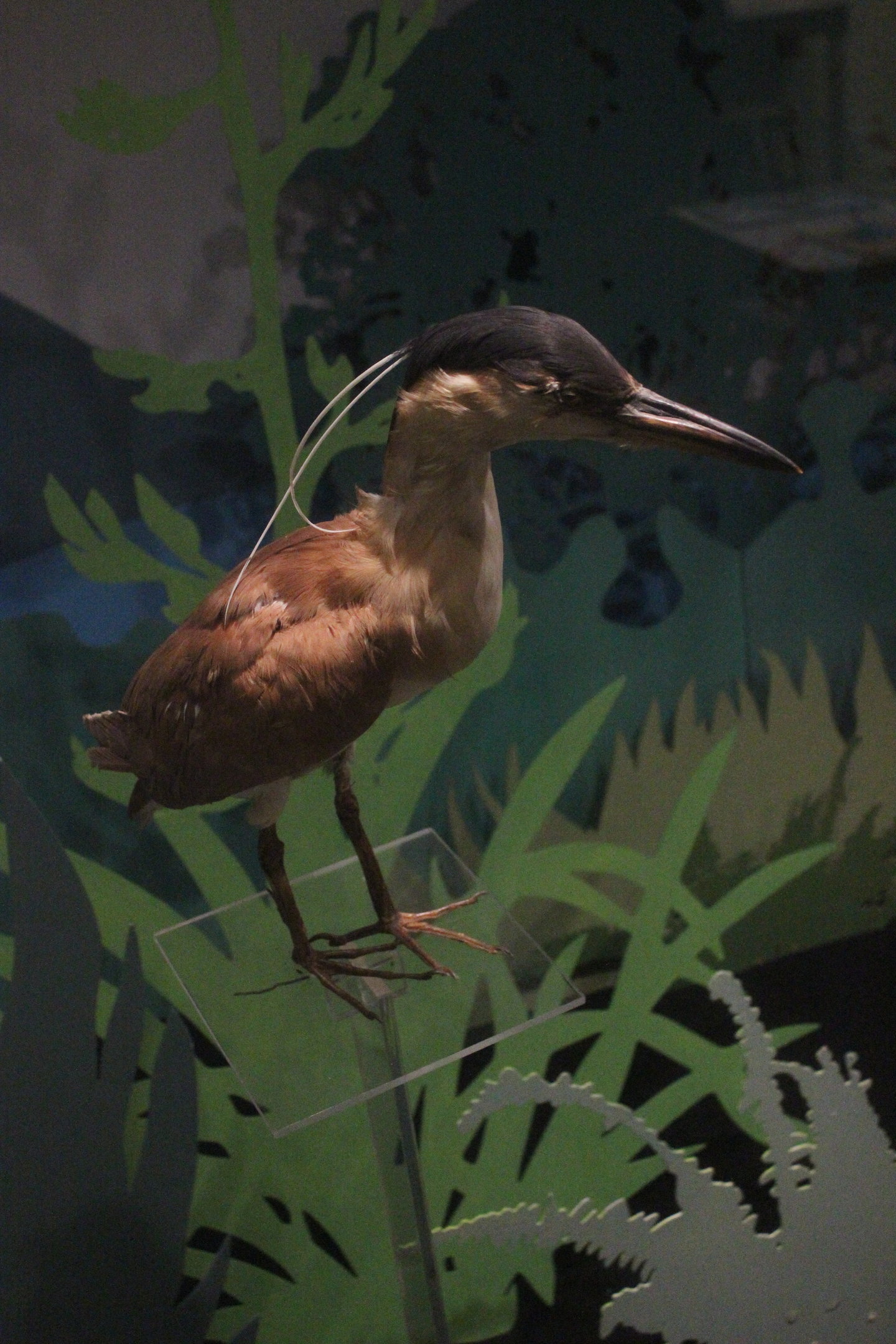 Taxidermy Nankeen Night-Heron, Whanganui Regional Museum
