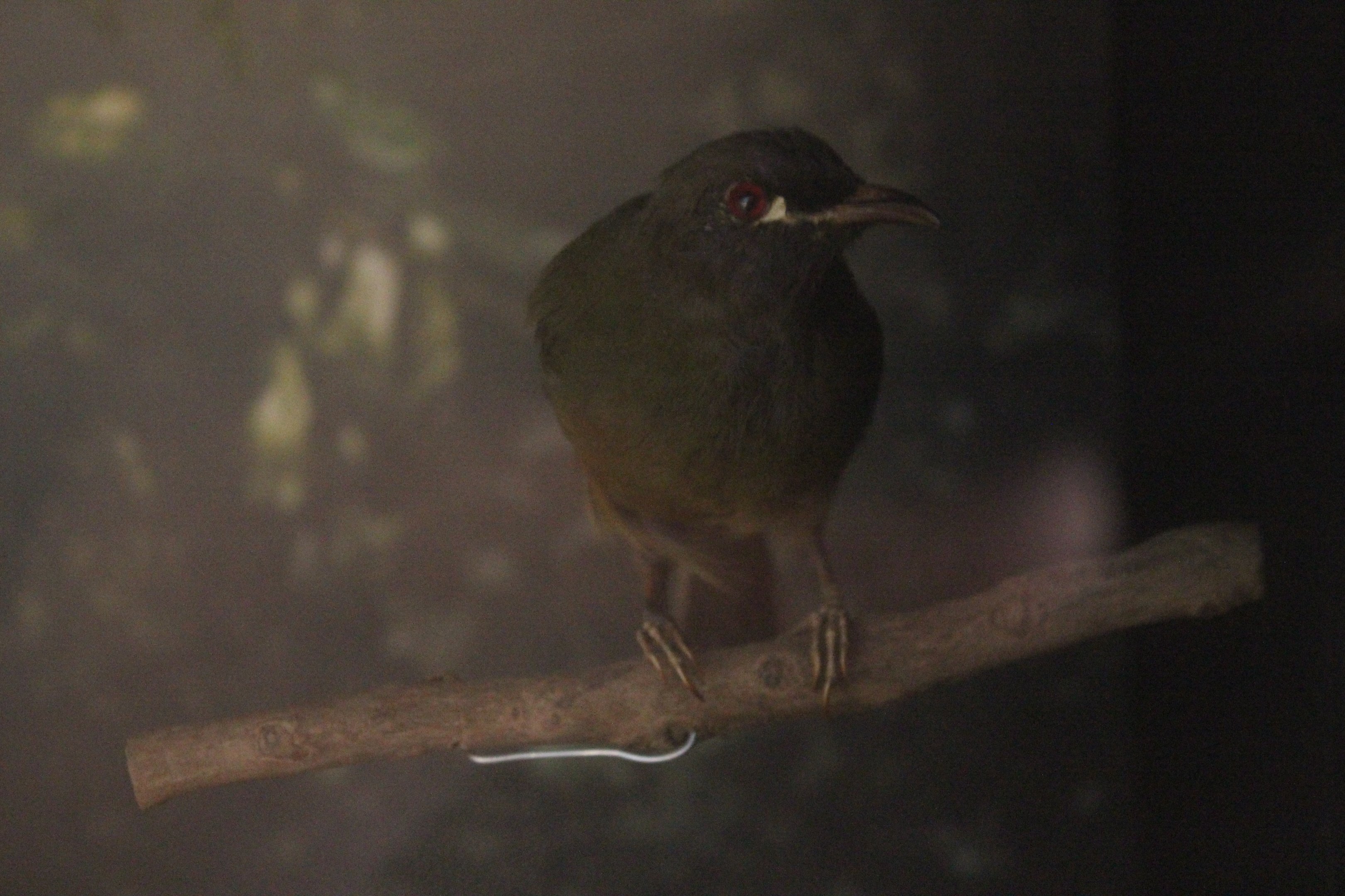 Taxidermy New Zealand Bellbird male, Petone Settlers Museum