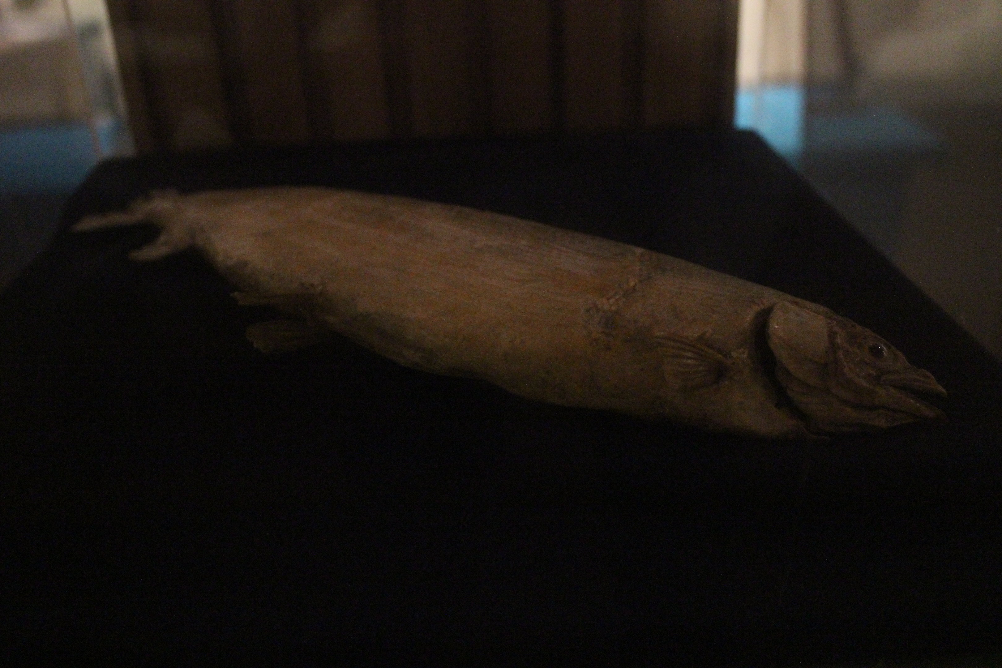 Taxidermy New Zealand Grayling, Whanganui Regional Museum