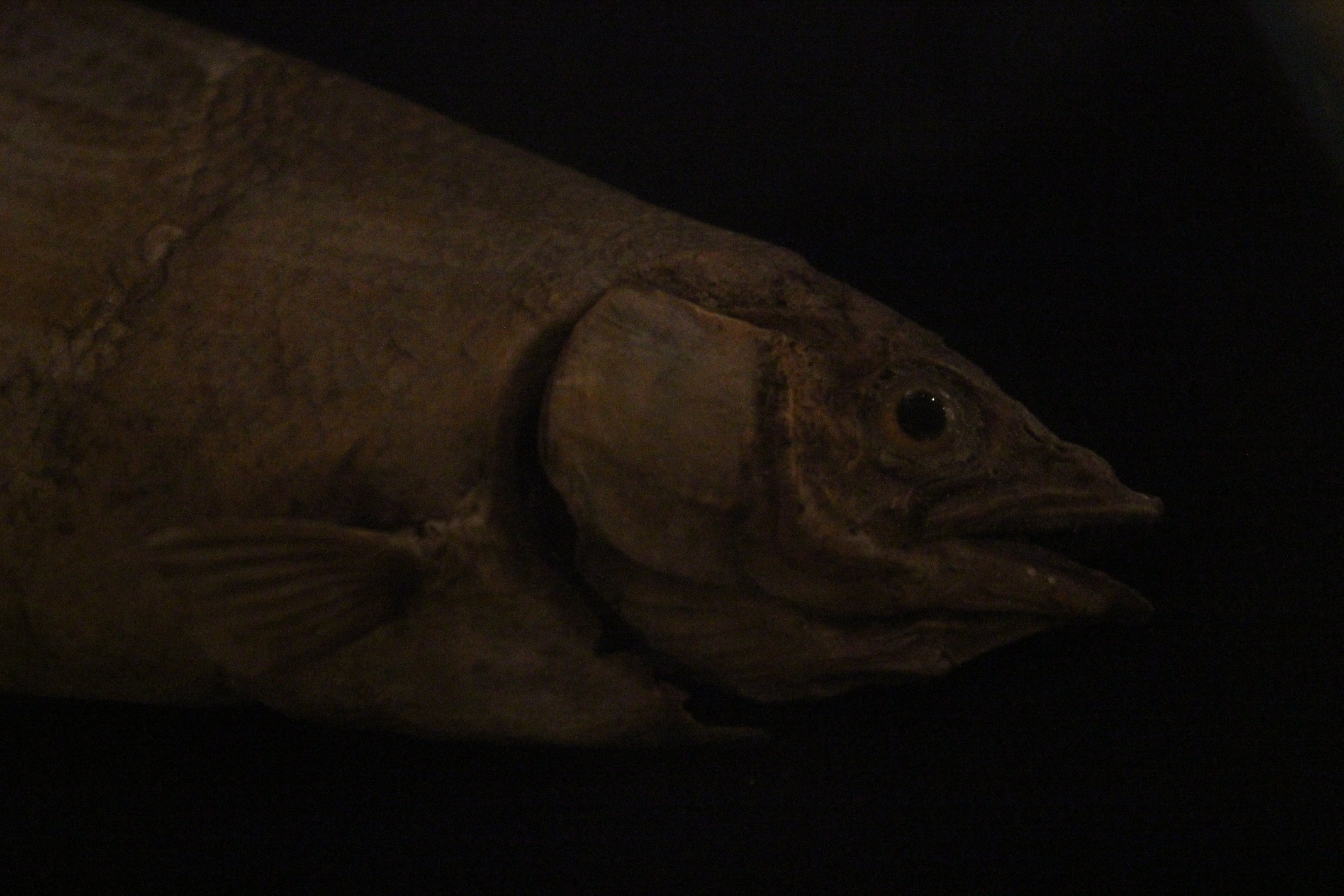 Taxidermy New Zealand Grayling, Whanganui Regional Museum