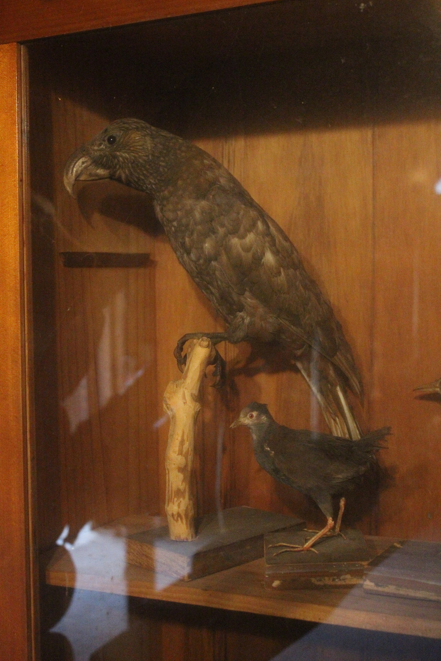 Taxidermy New Zealand Kaka and Spotless Crake, Kahutara Taxidermy Gallery