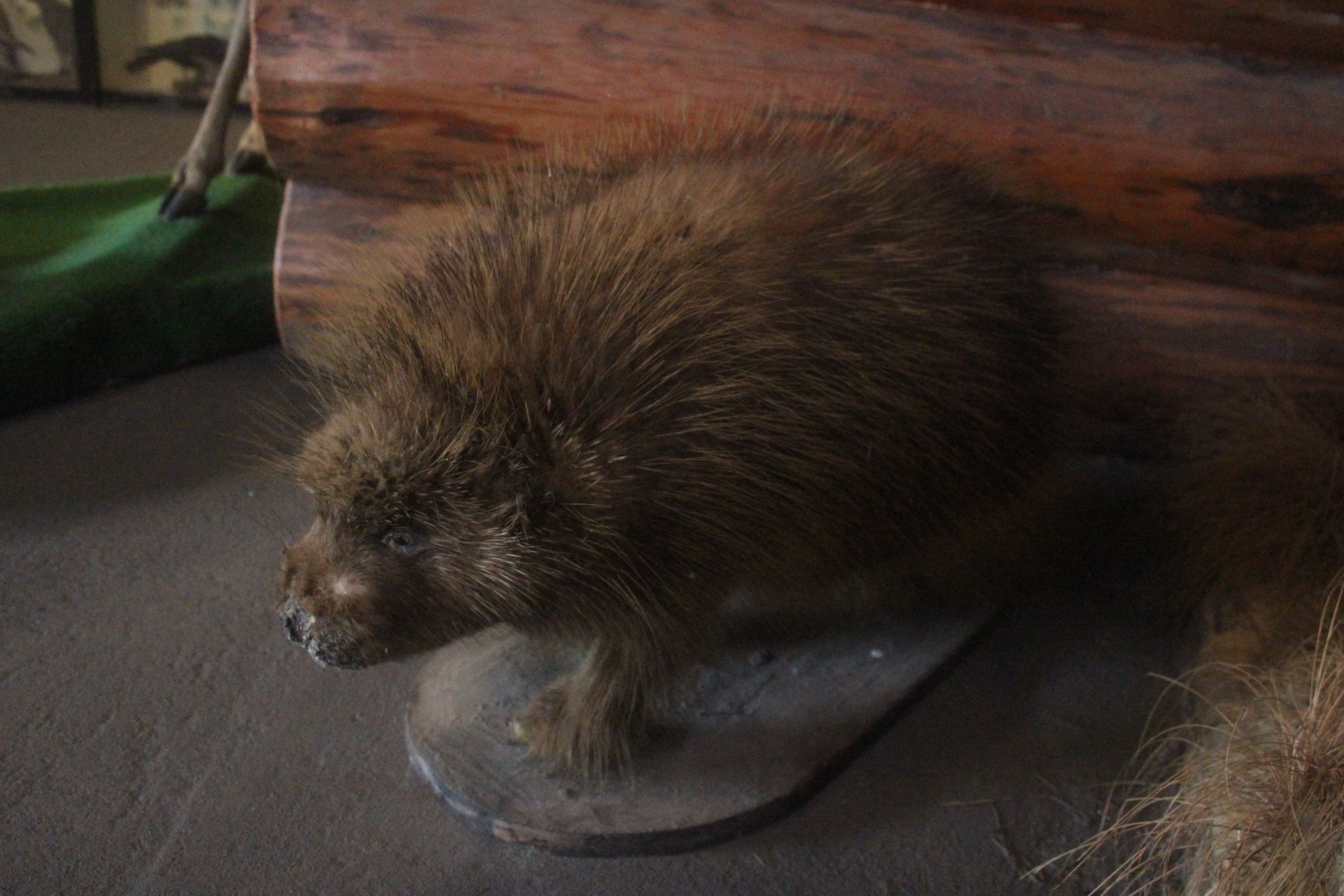 Taxidermy North American Porcupine, Kahutara Taxidermy Gallery