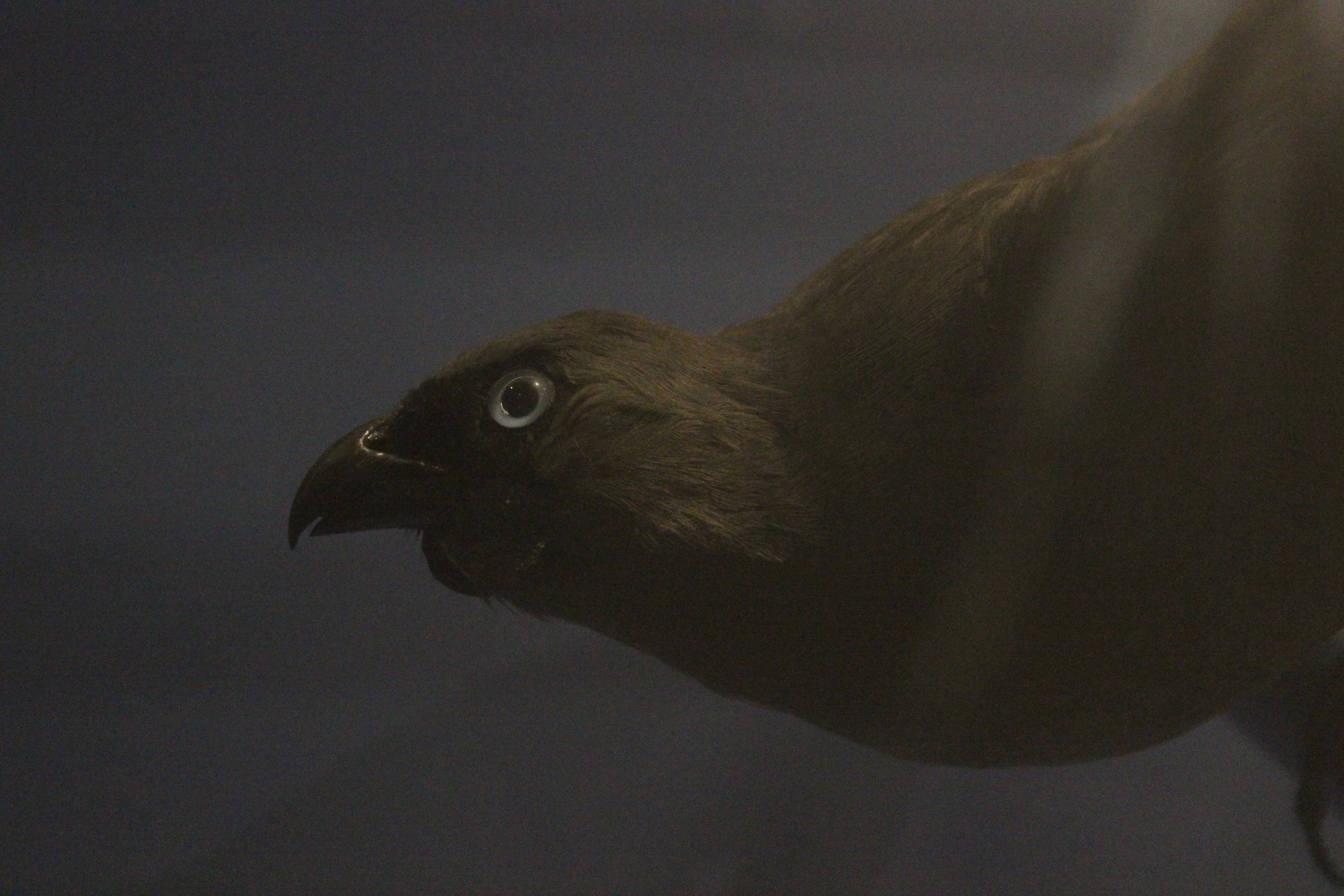 Taxidermy North Island Kōkako, Whanganui Regional Museum