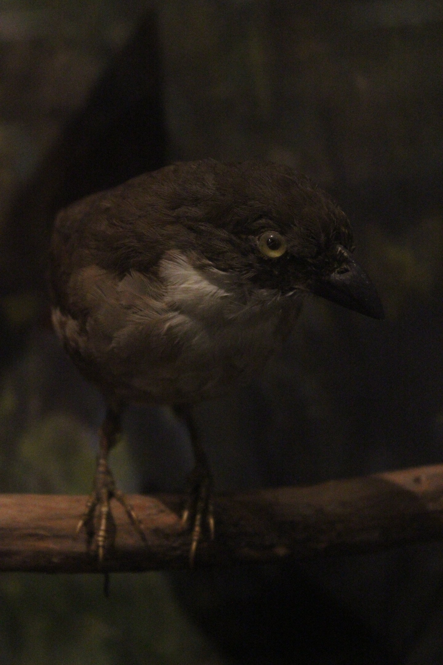 Taxidermy North Island Piopio, Whanganui Regional Museum