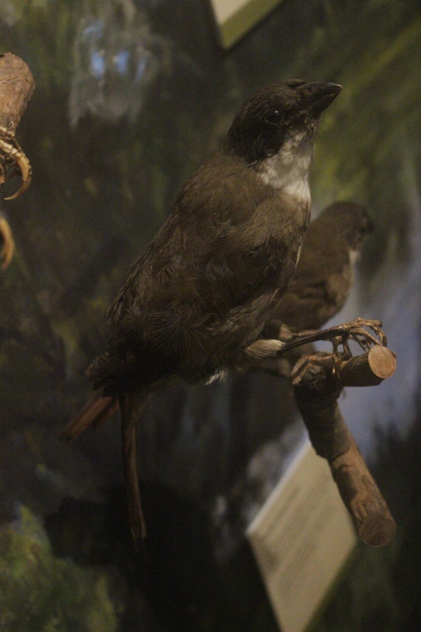Taxidermy North Island Piopio, Whanganui Regional Museum