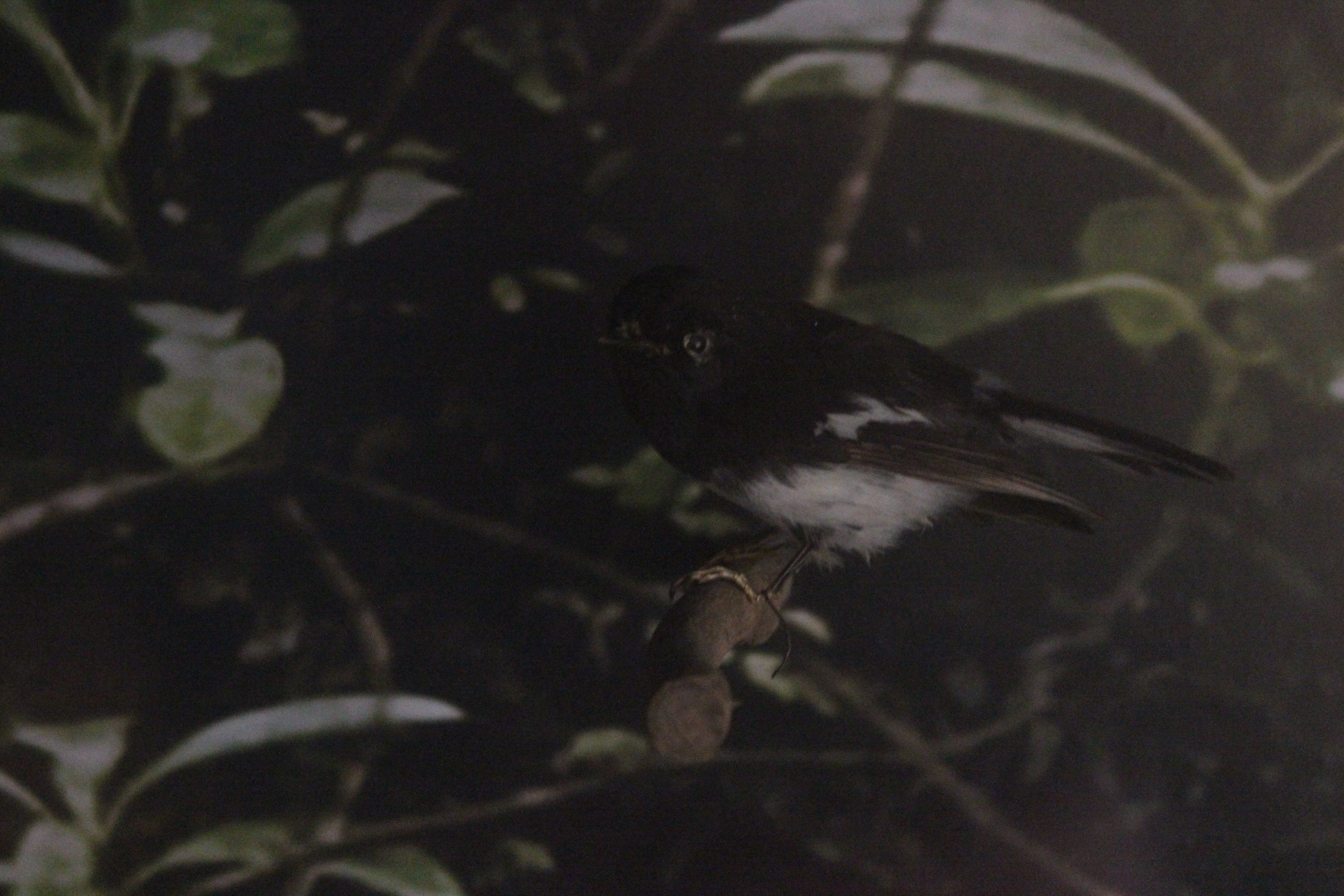 Taxidermy North Island Tomtit male, Petone Settlers Museum