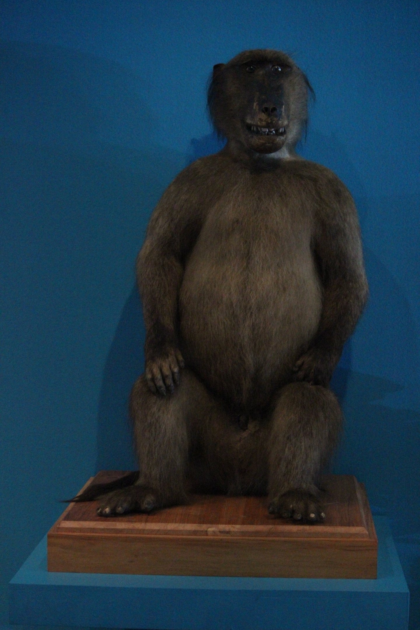 Taxidermy Olive Baboon, The Dowse Art Museum