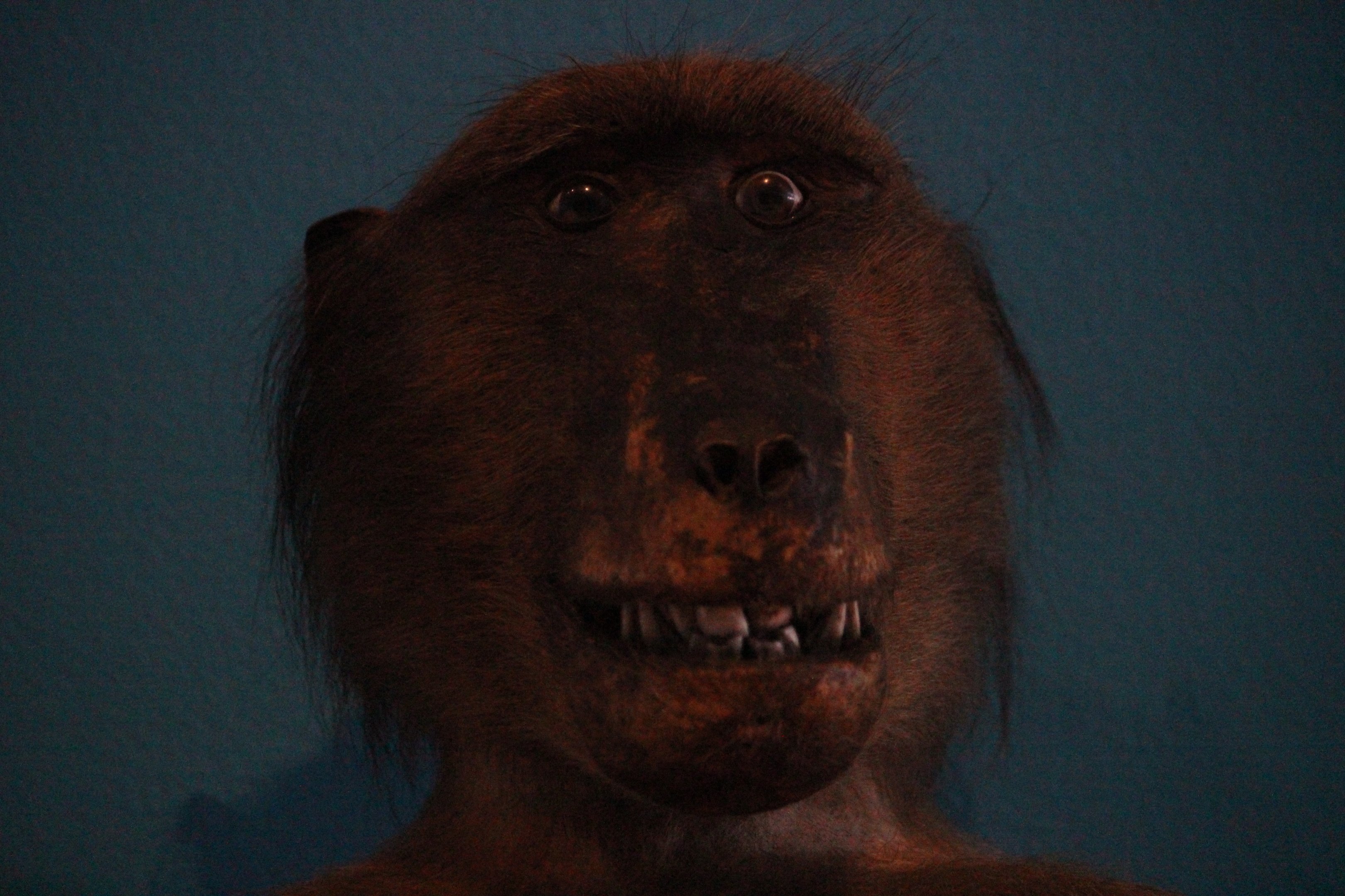 Taxidermy Olive Baboon, The Dowse Art Museum