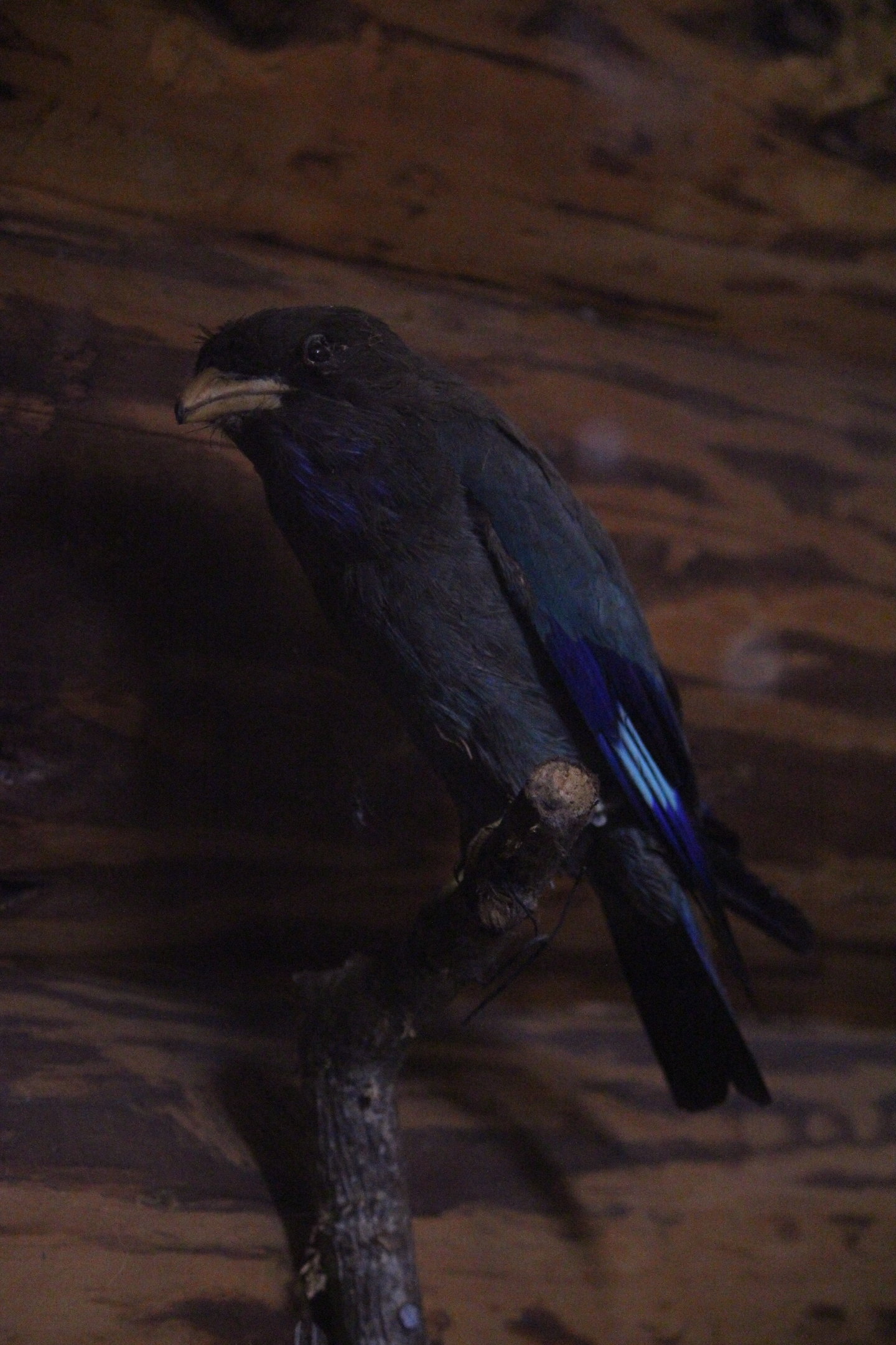 Taxidermy Oriental Dollarbird, Kahutara Taxidermy Gallery