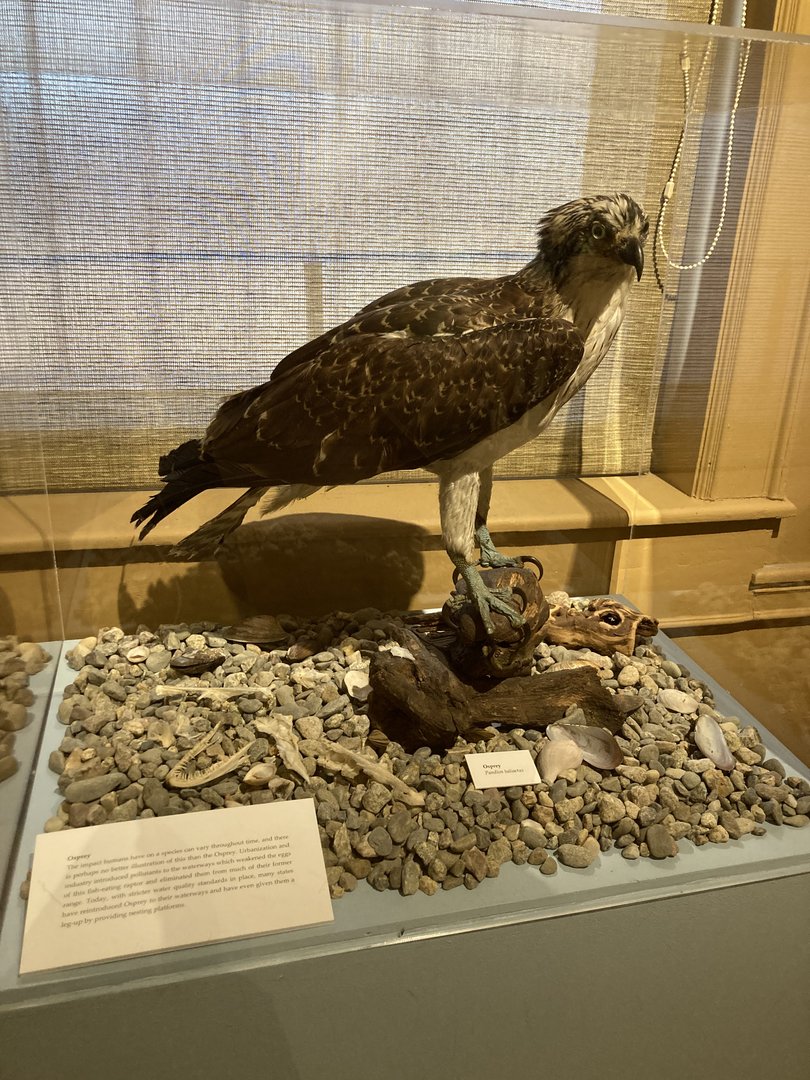 Taxidermy Osprey