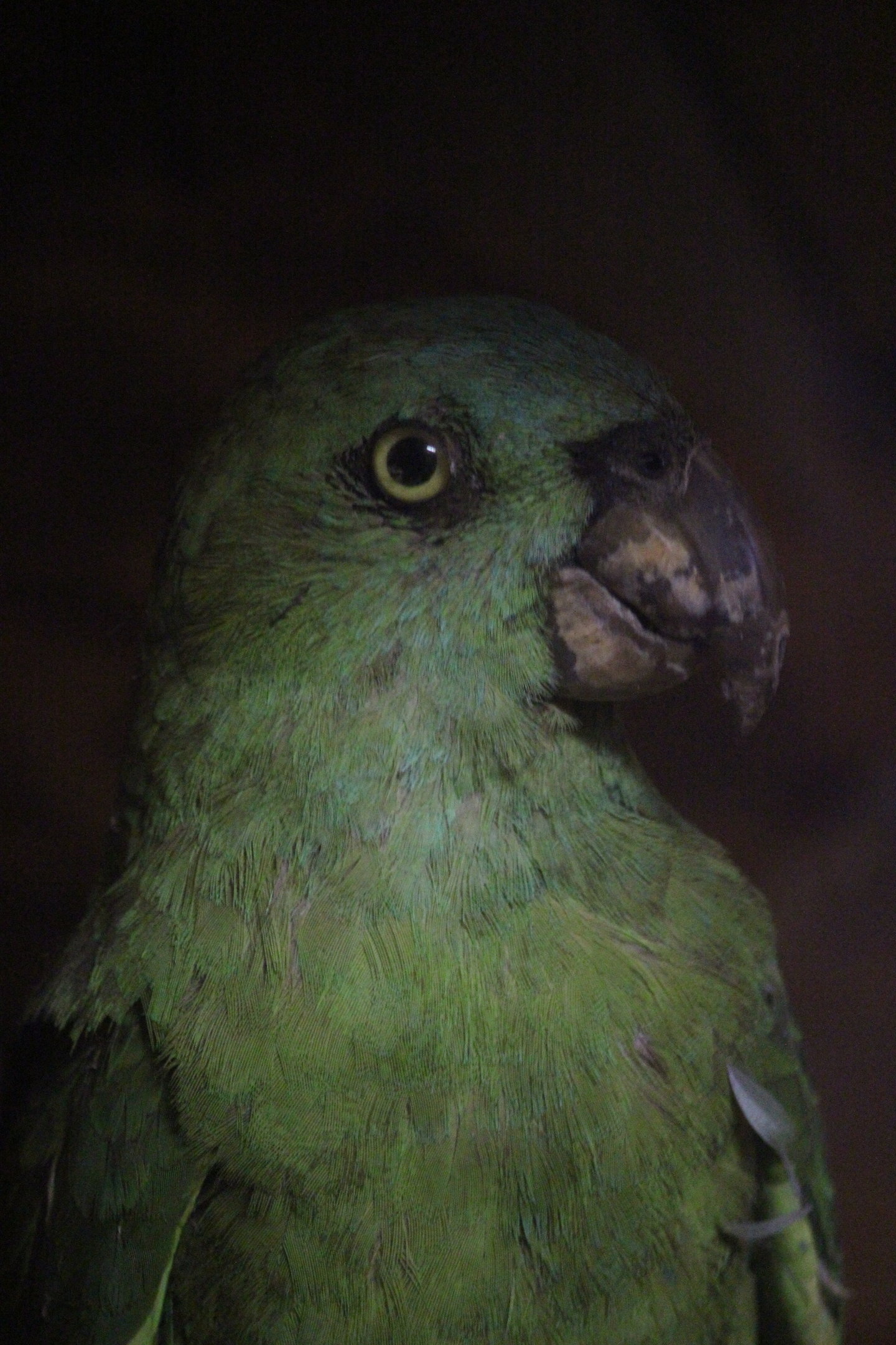Taxidermy Parrot, Kahutara Taxidermy Gallery