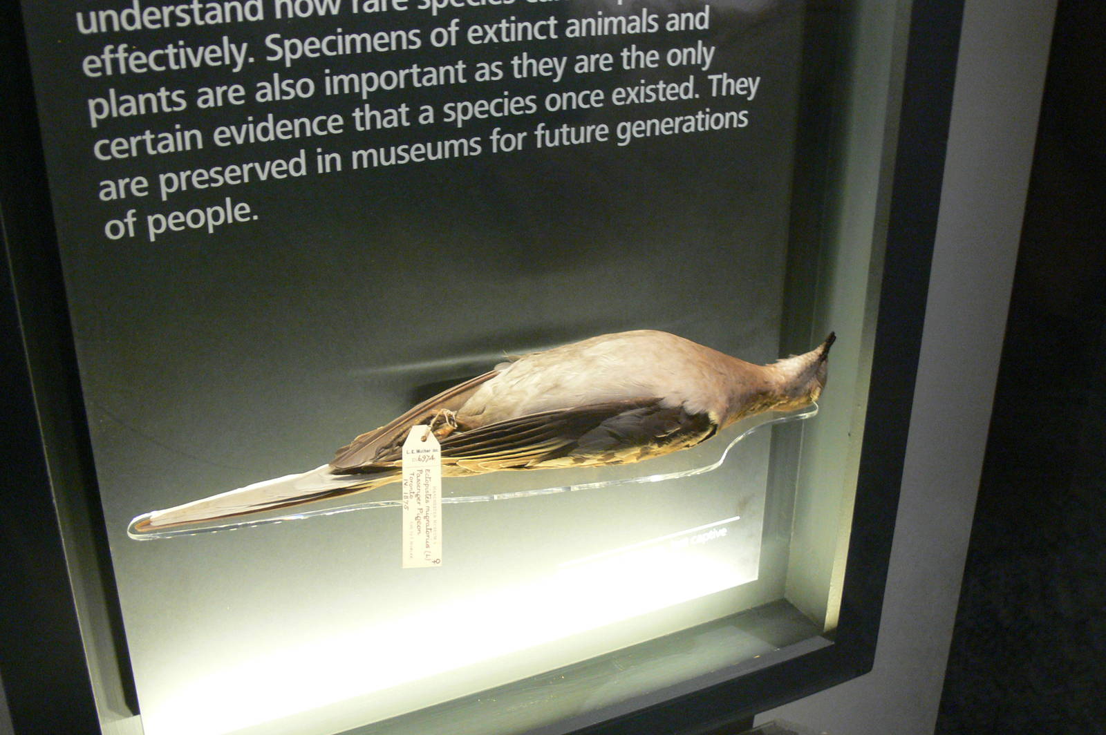 (Taxidermy) Passenger Pigeon at Manchester Museum, 07/01/15
