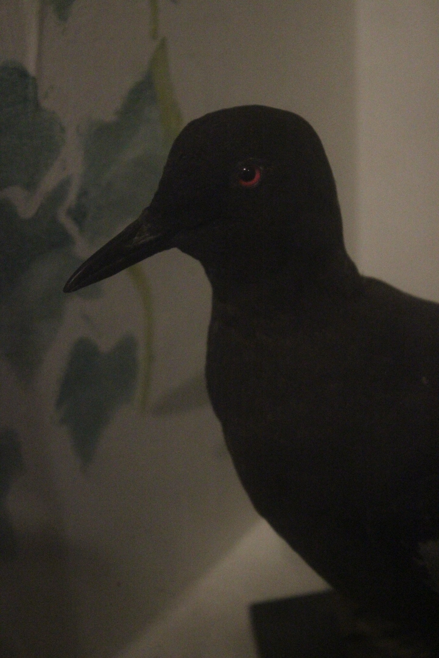 Taxidermy Pigeon Guillemot, Kahutara Taxidermy Gallery