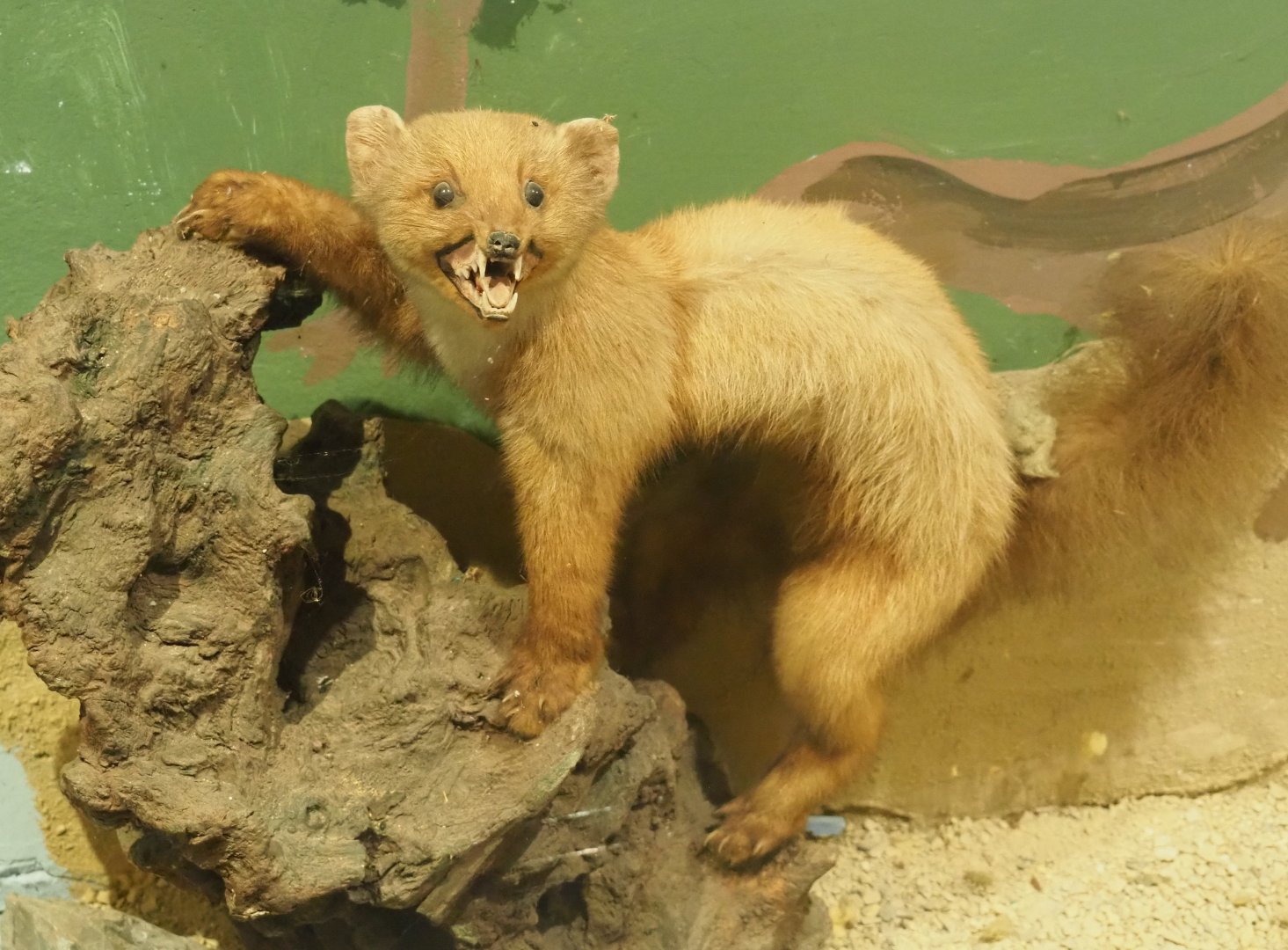 Taxidermy Pine marten (Martes martes), 2019-08-04