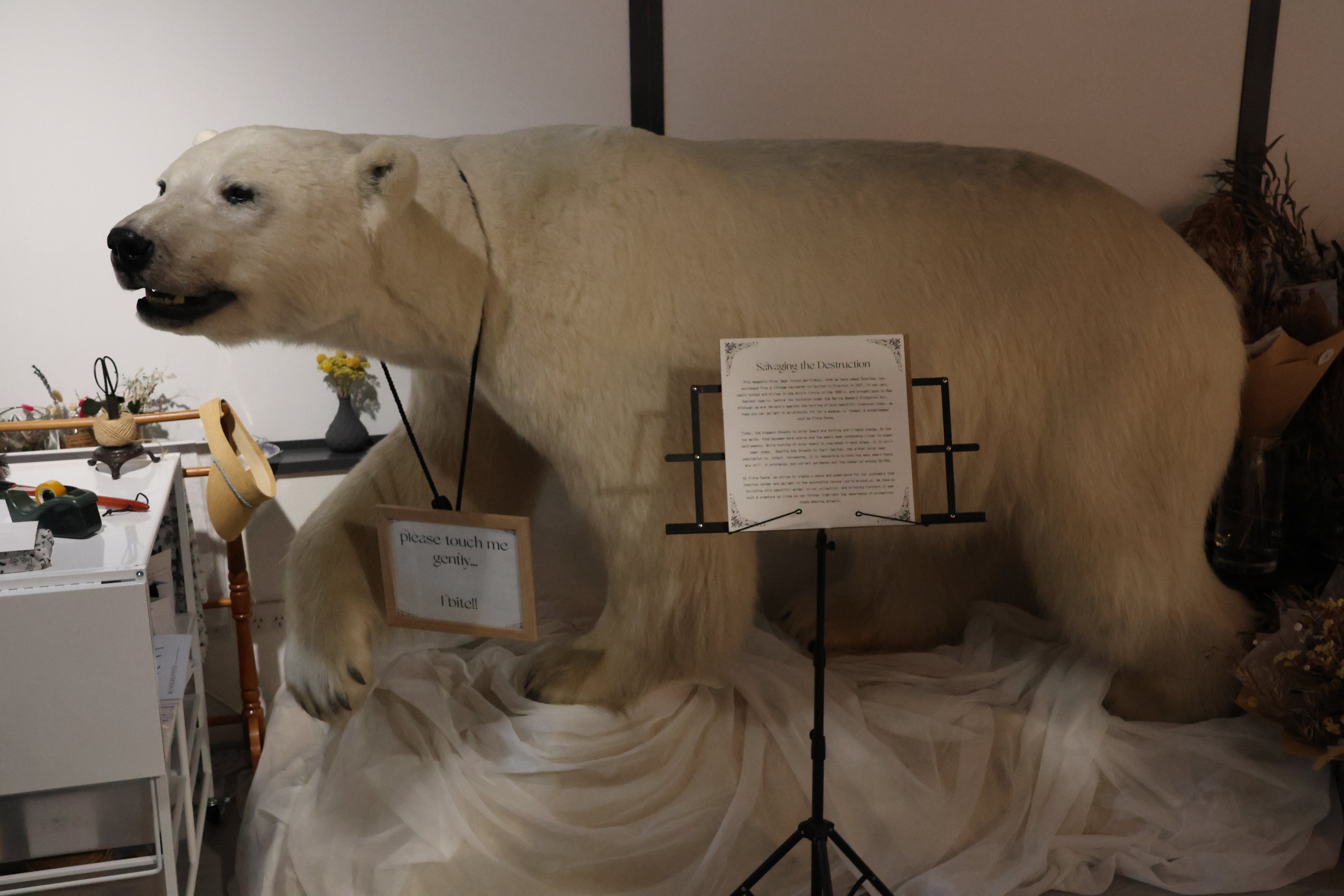 Taxidermy Polar Bear, Flora Fauna Wunderkammer (Queenstown)