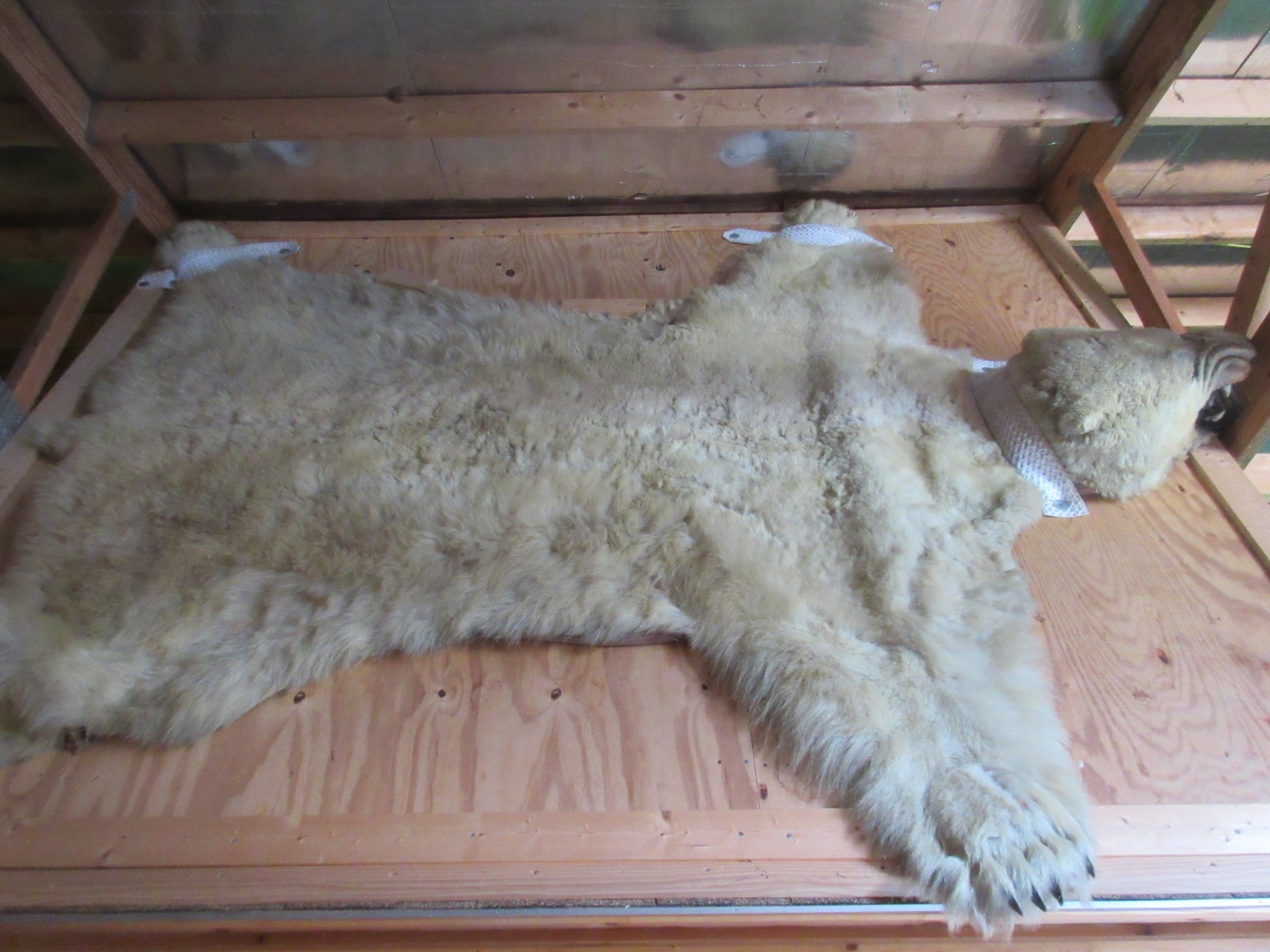 Taxidermy: Polar Bear