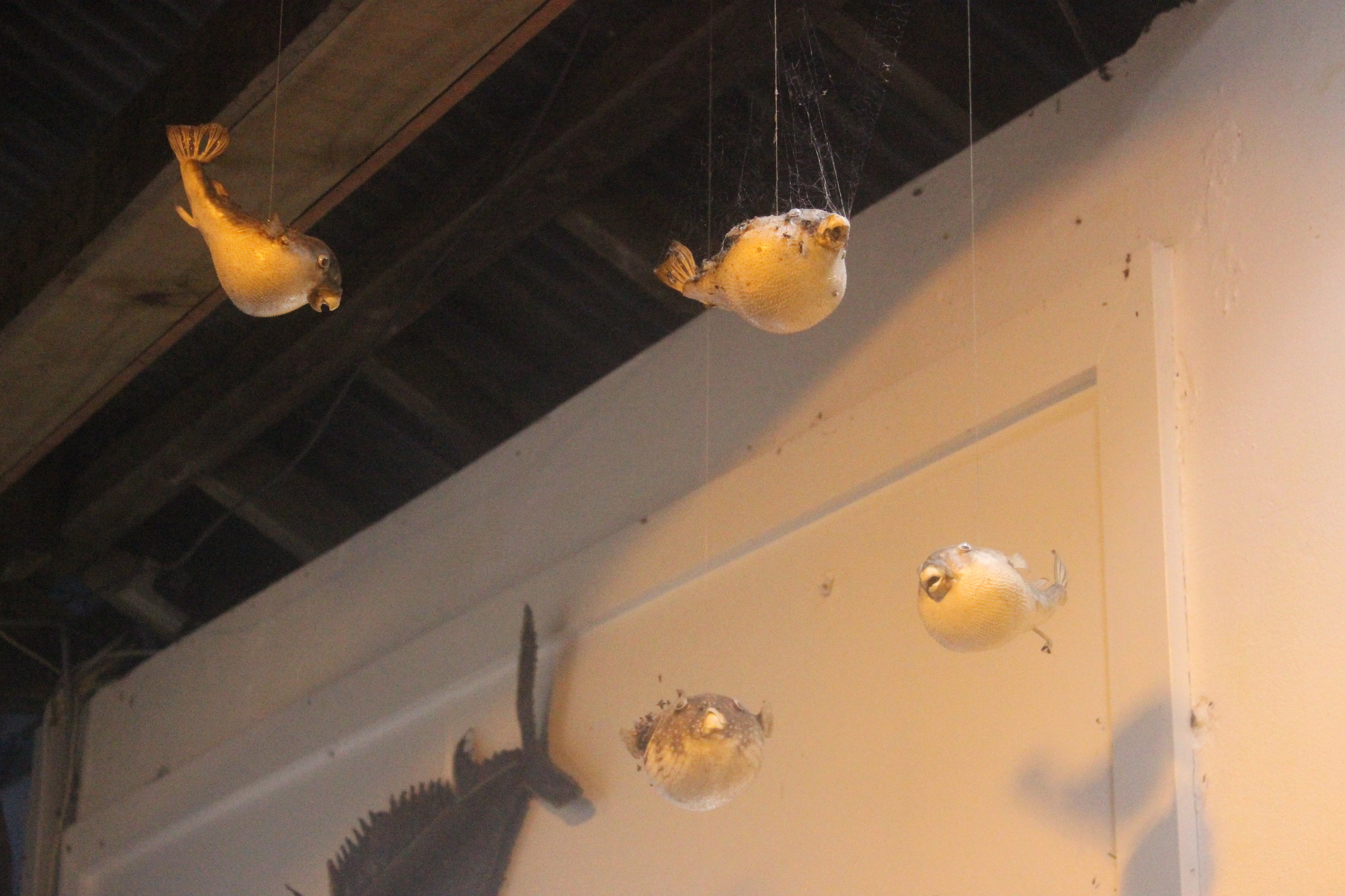 Taxidermy Pufferfish