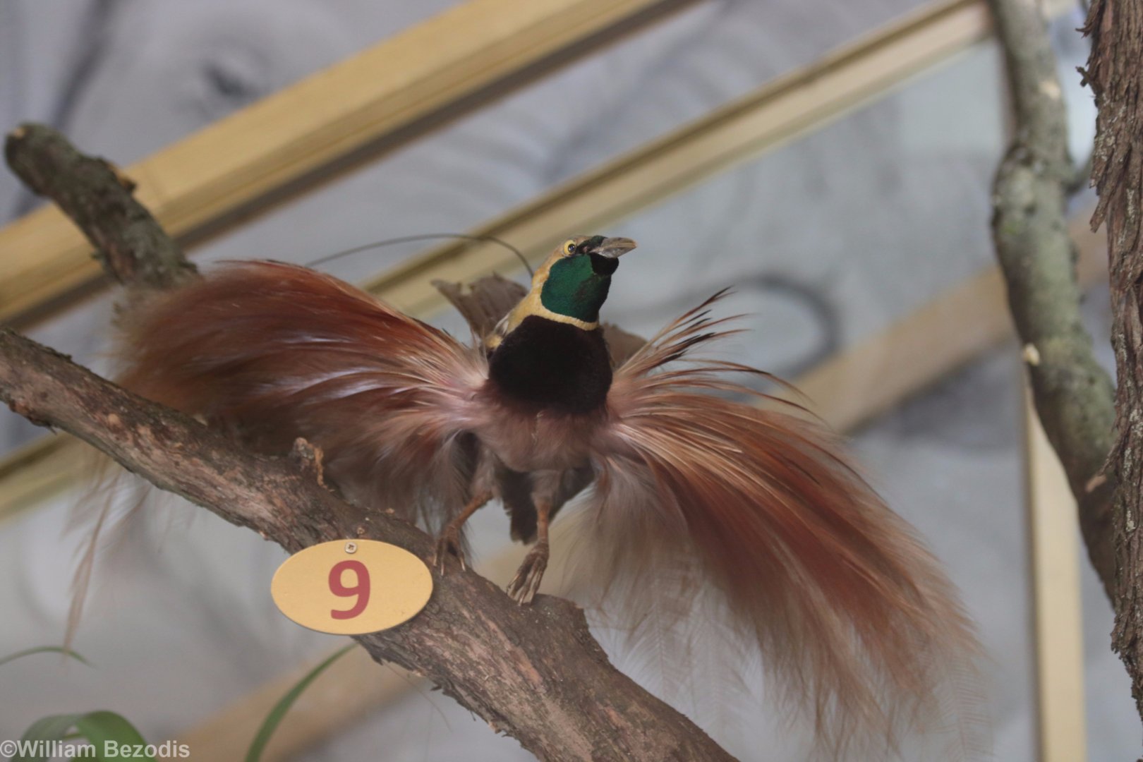 Taxidermy Raggiana Bird of Paradise