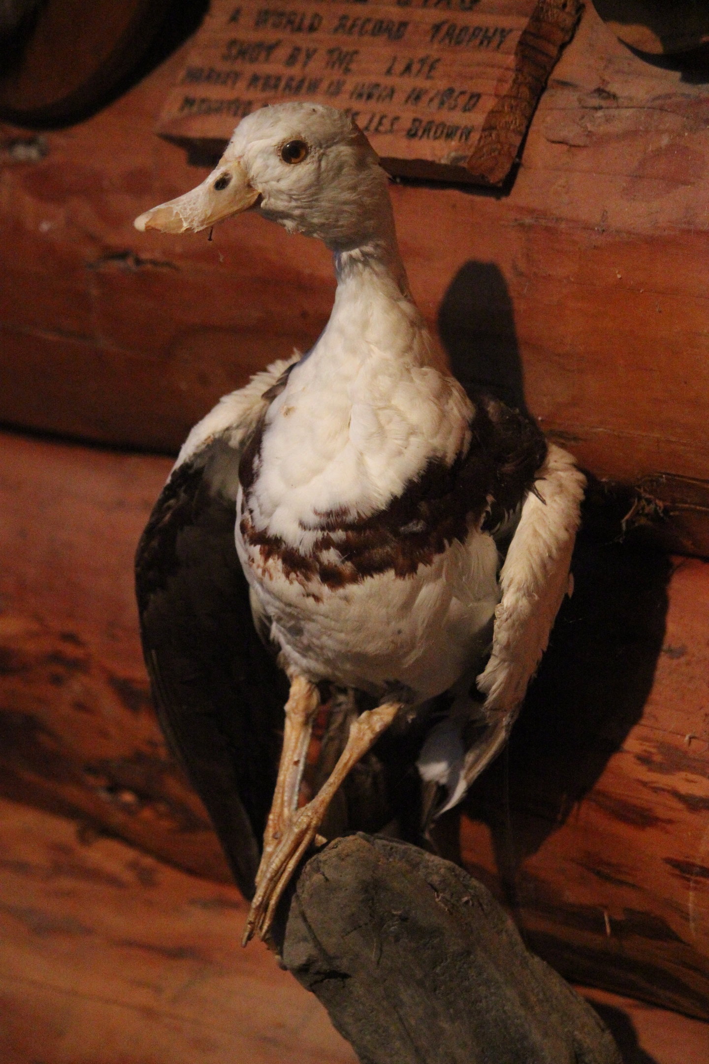 Taxidermy Raja Shelduck, Kahutara Taxidermy Gallery