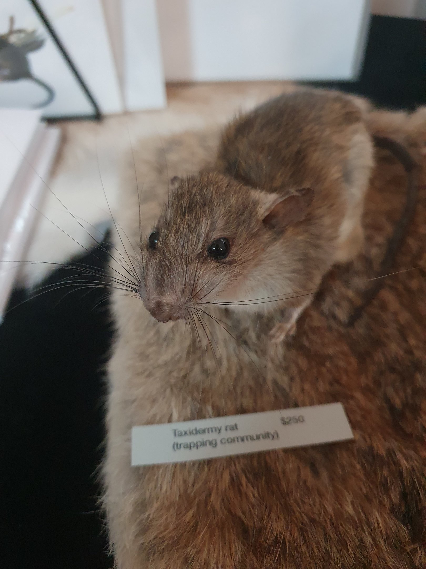 Taxidermy Rat, art event at Cambridge Terrace (Wellington Central)