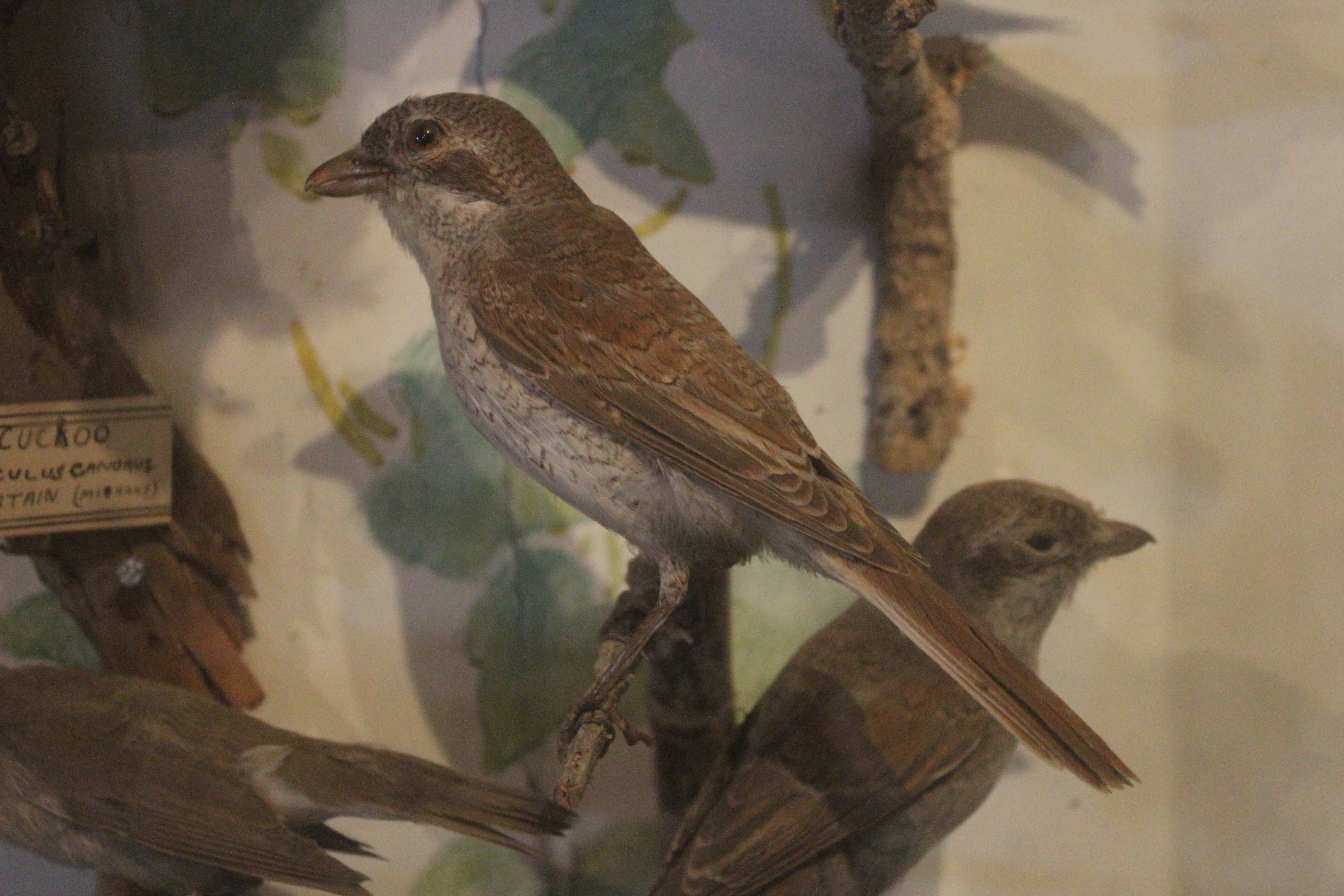Taxidermy Red-backed Shrike, Kahutara Taxidermy Gallery