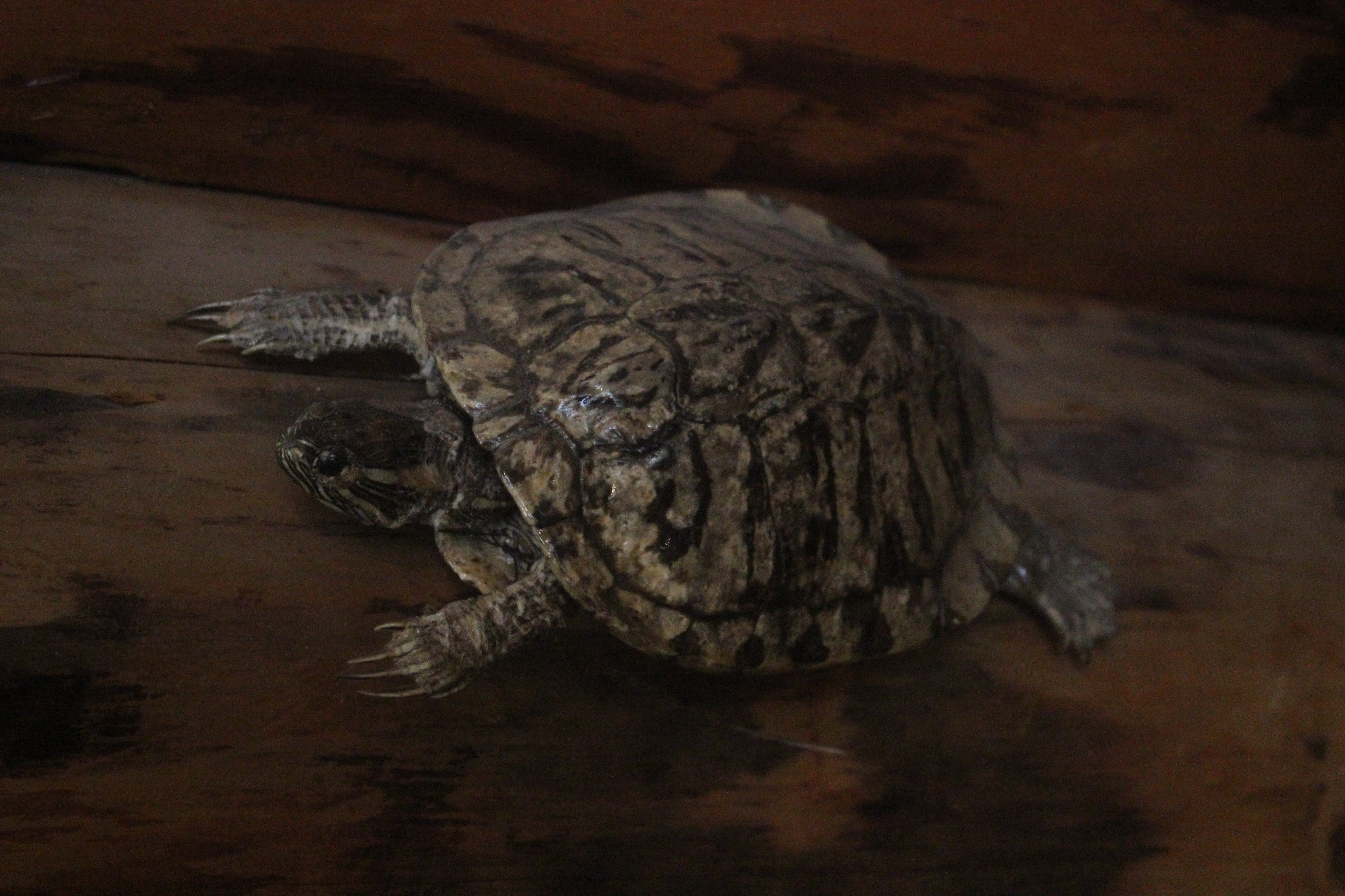 Taxidermy Red-eared Slider, Kahutara Taxidermy Gallery