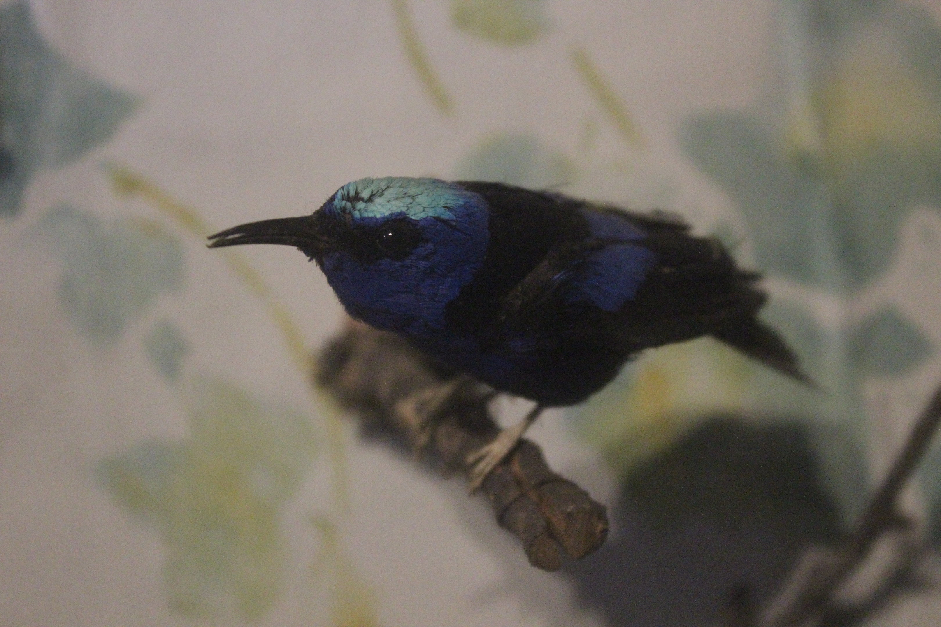 Taxidermy Red-legged Honeycreeper male, Kahutara Taxidermy Gallery