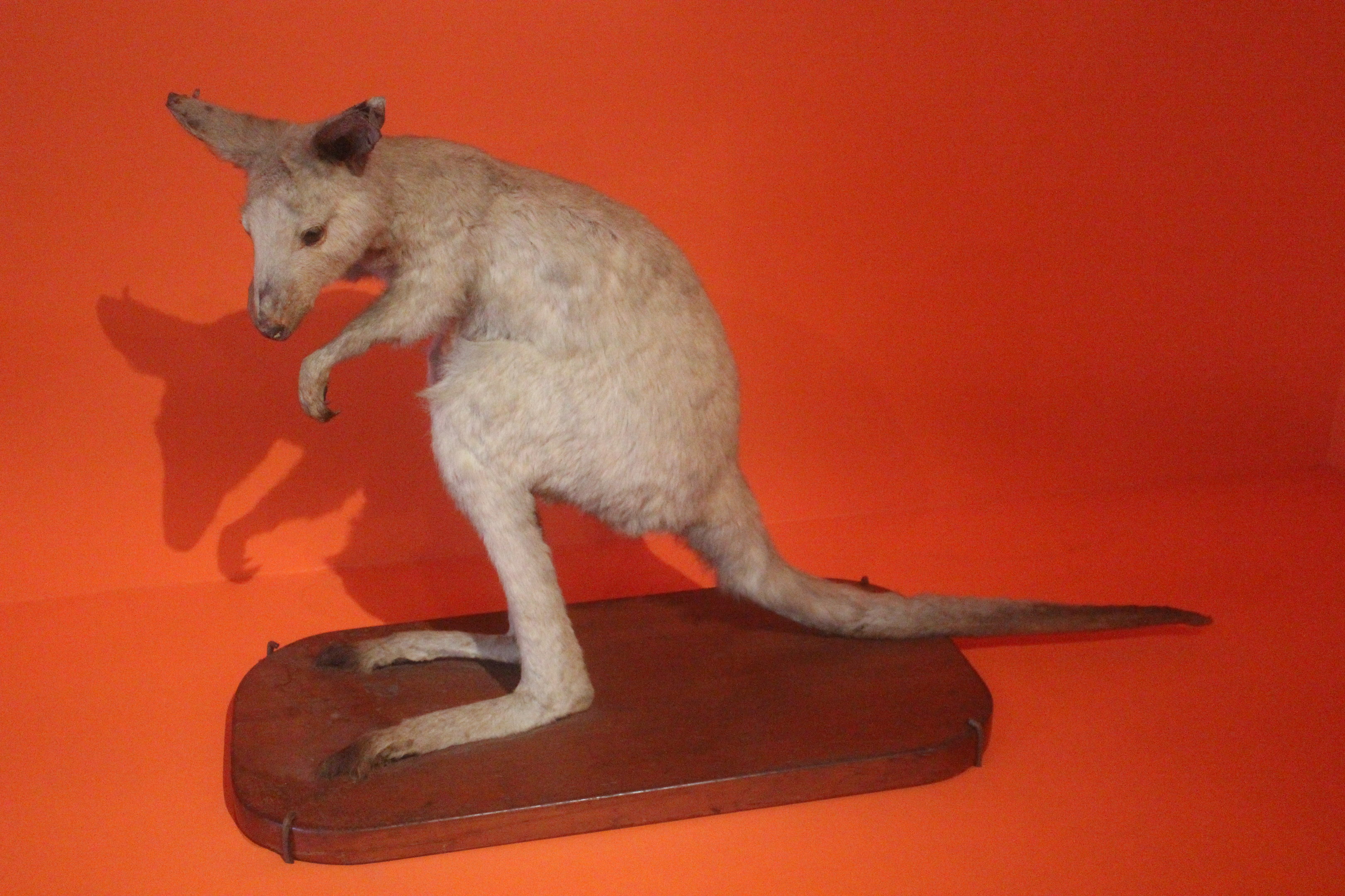 Taxidermy Red-necked Wallaby, Aratoi Museum of Art & History