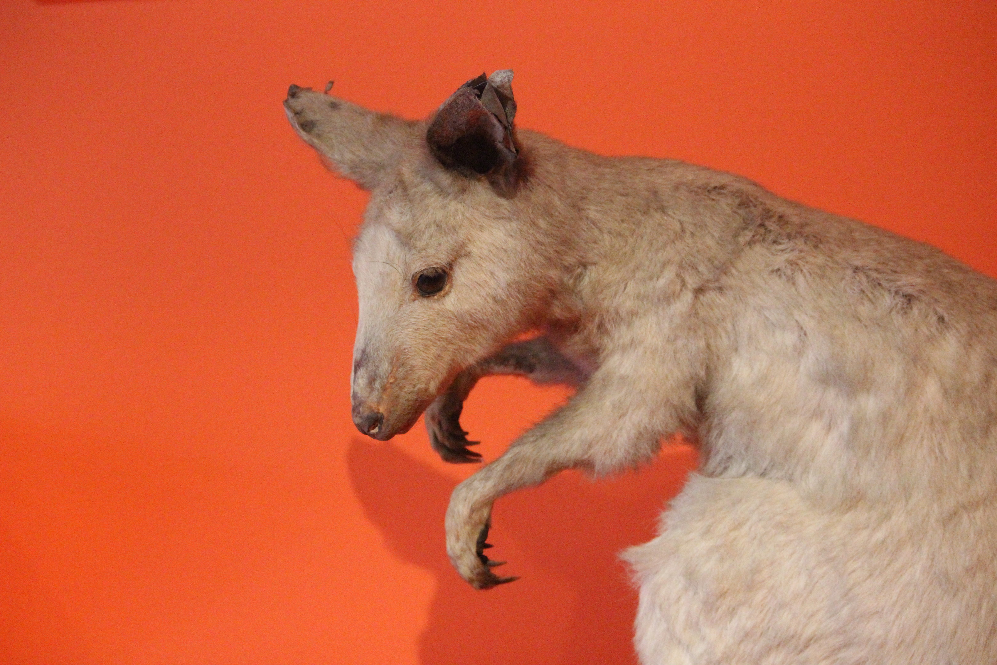 Taxidermy Red-necked Wallaby, Aratoi Museum of Art & History
